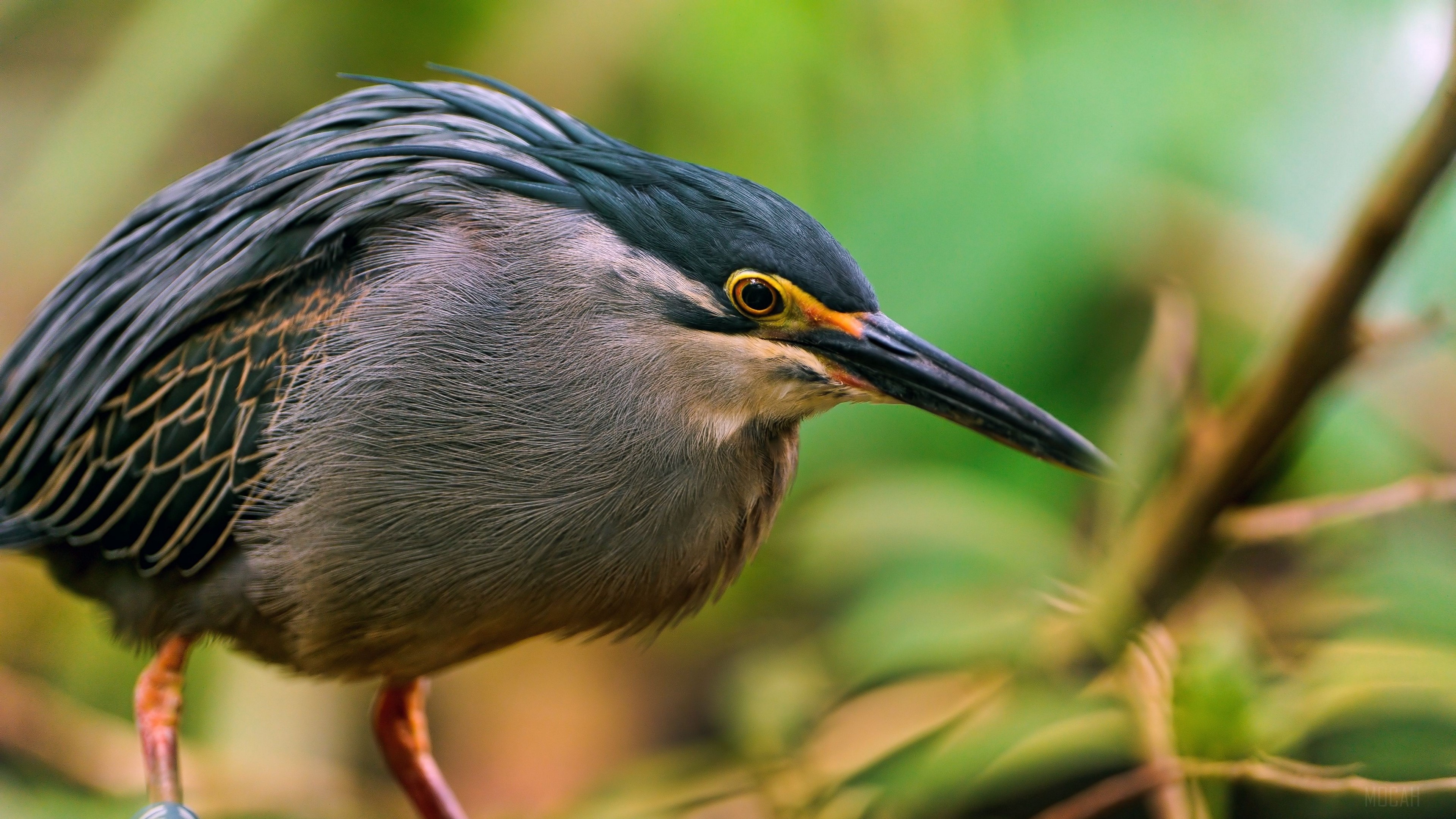 Bird sitting on a branch HD Wallpaper
