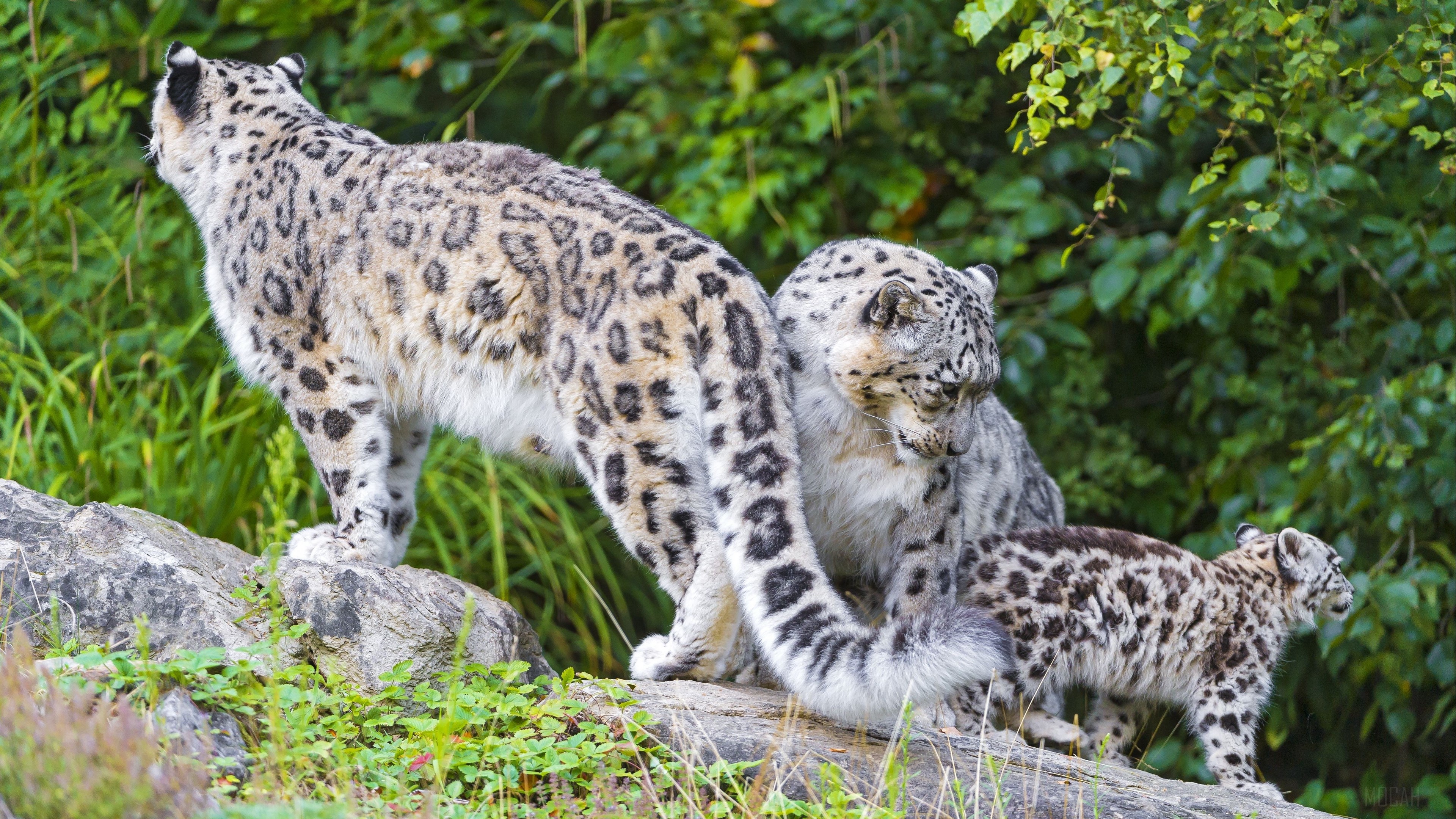 Snow leopard family with cub on rocks 4K HD Wallpaper
