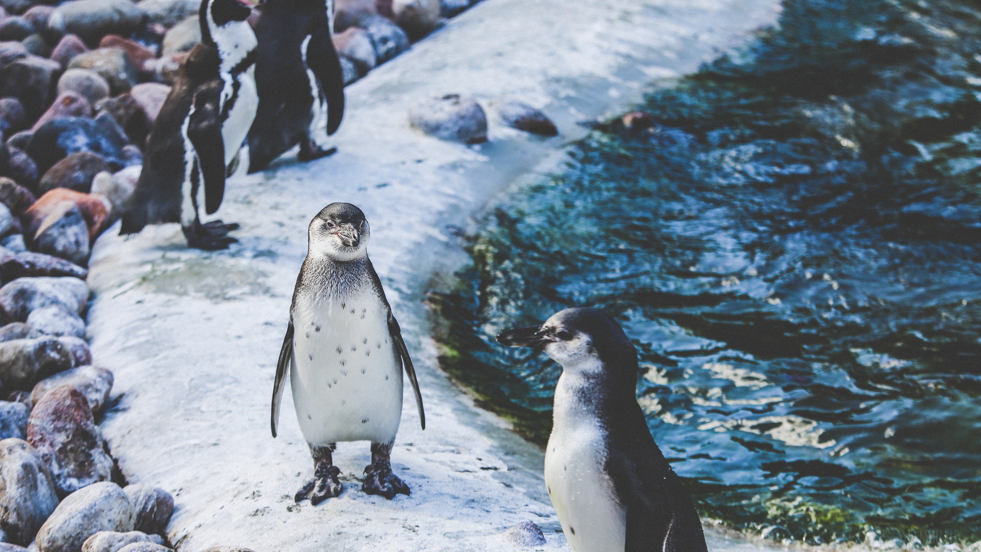 Penguins on a rocky shore near water 4K HD Wallpaper