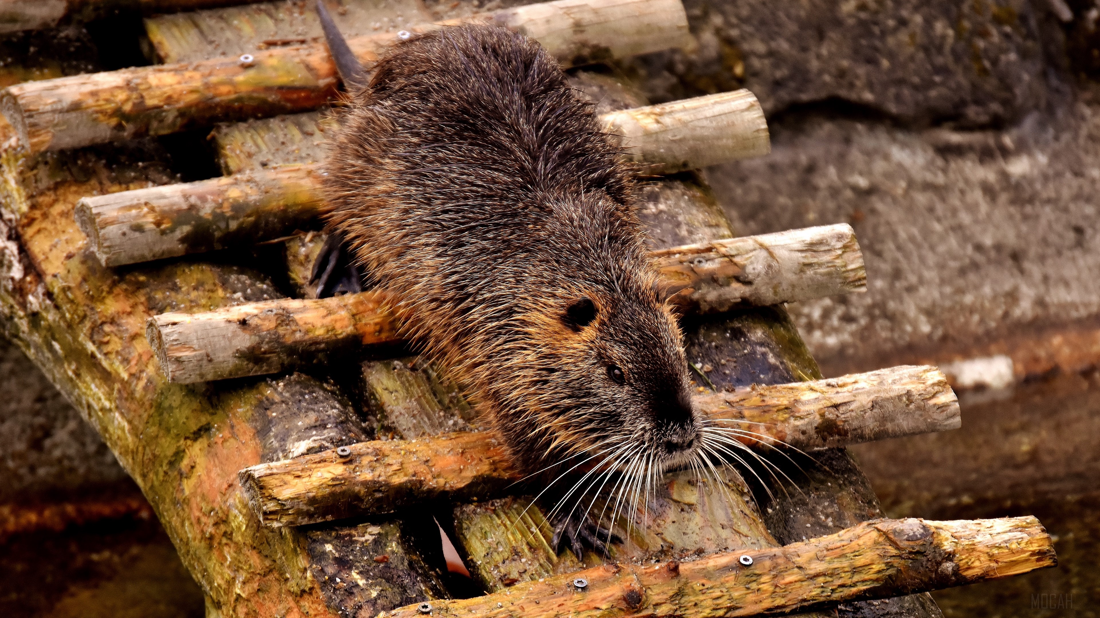 Nutria on a wooden structure HD Wallpaper