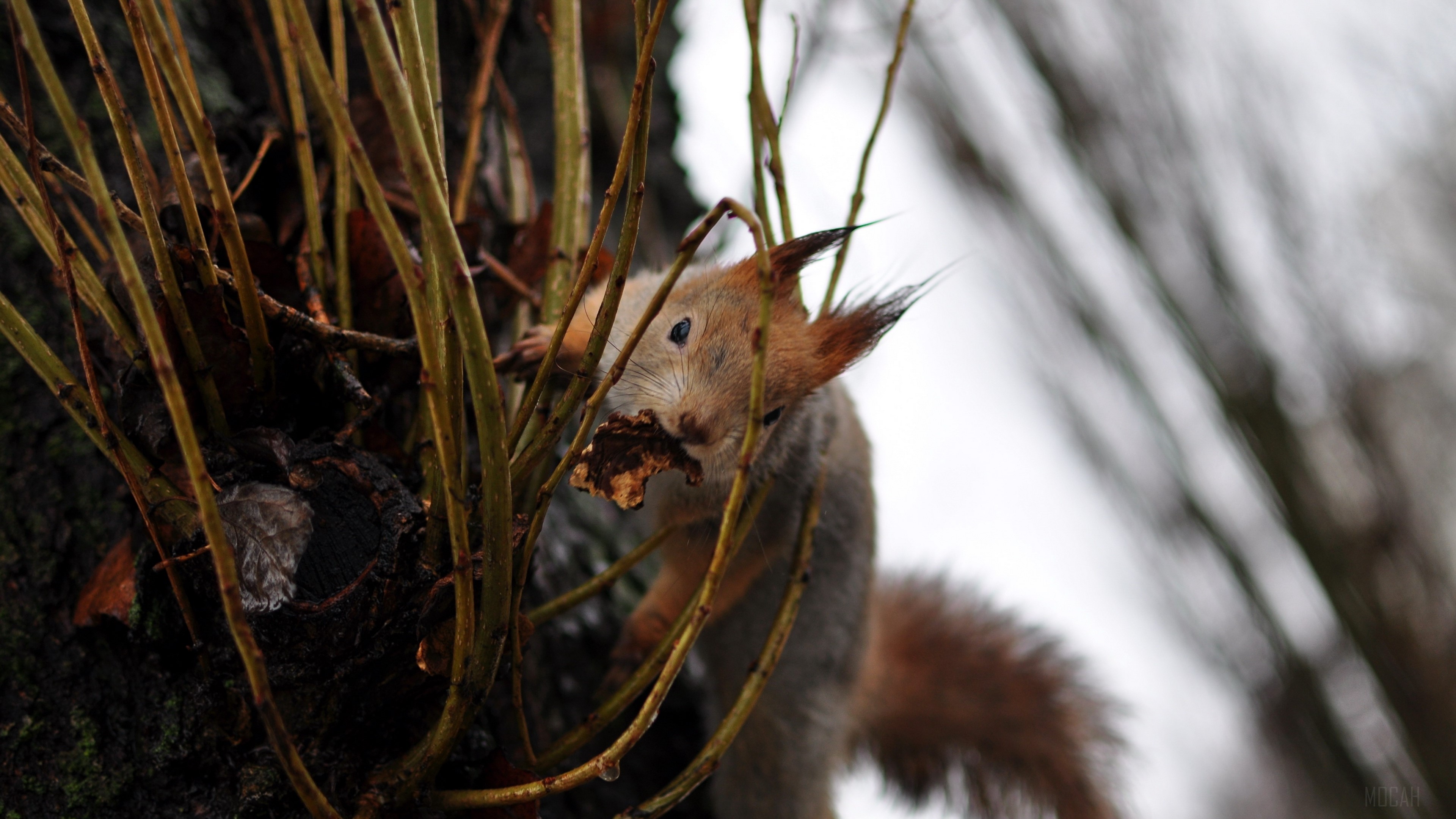 Squirrel eating on a tree branch HD Wallpaper