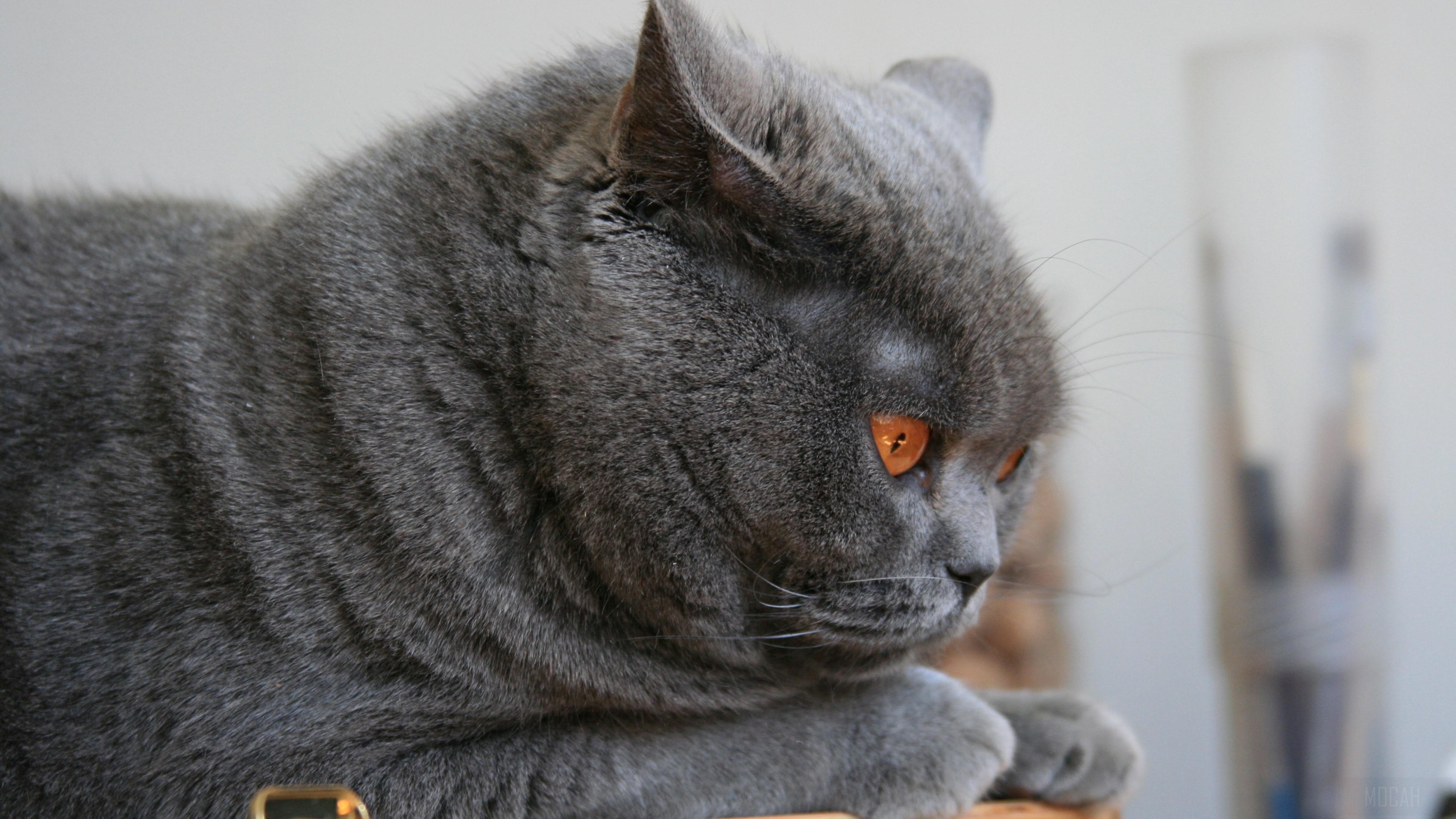 British Shorthair cat with orange eyes HD Wallpaper