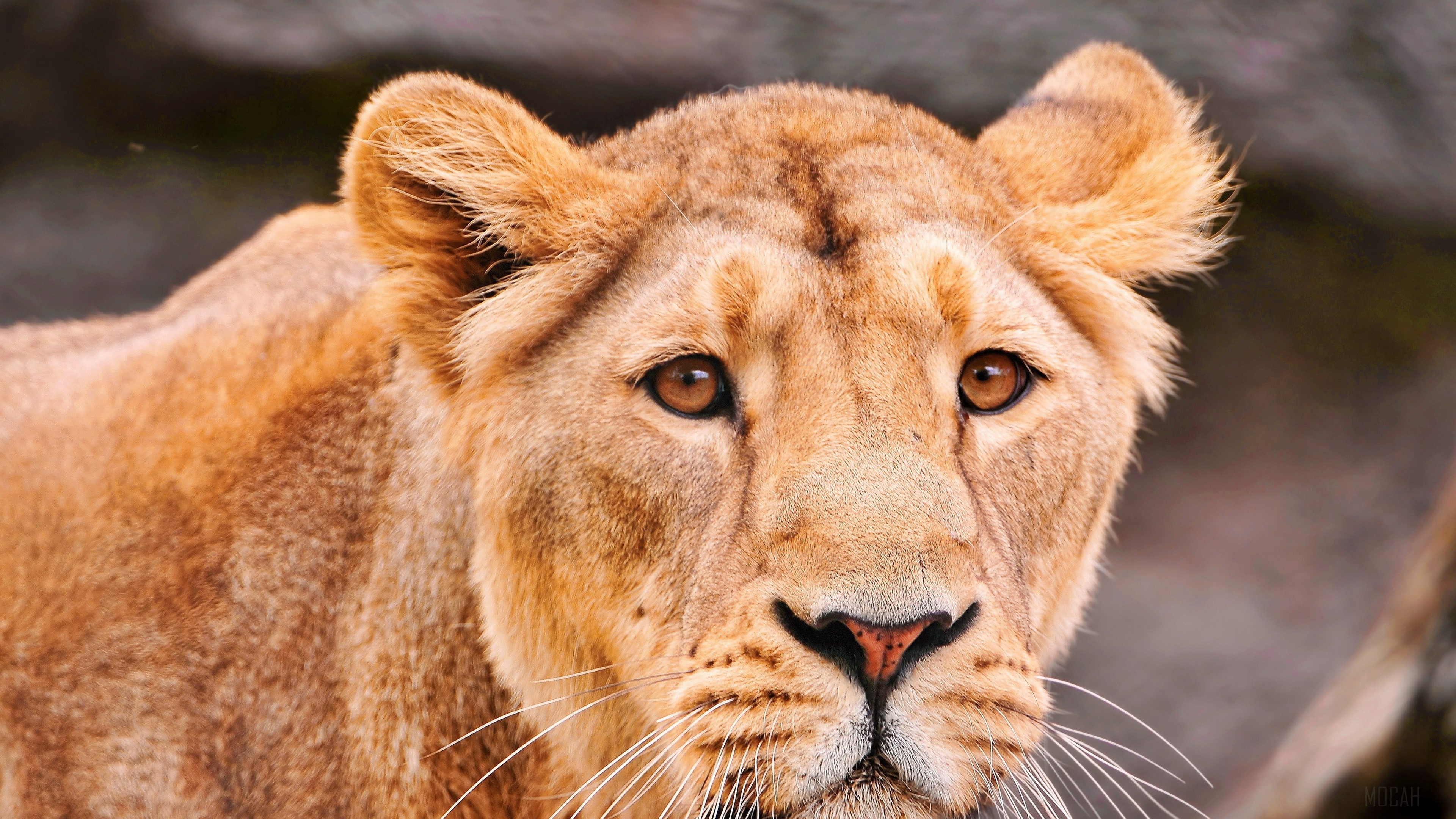 Lioness face close-up 4K HD Wallpaper