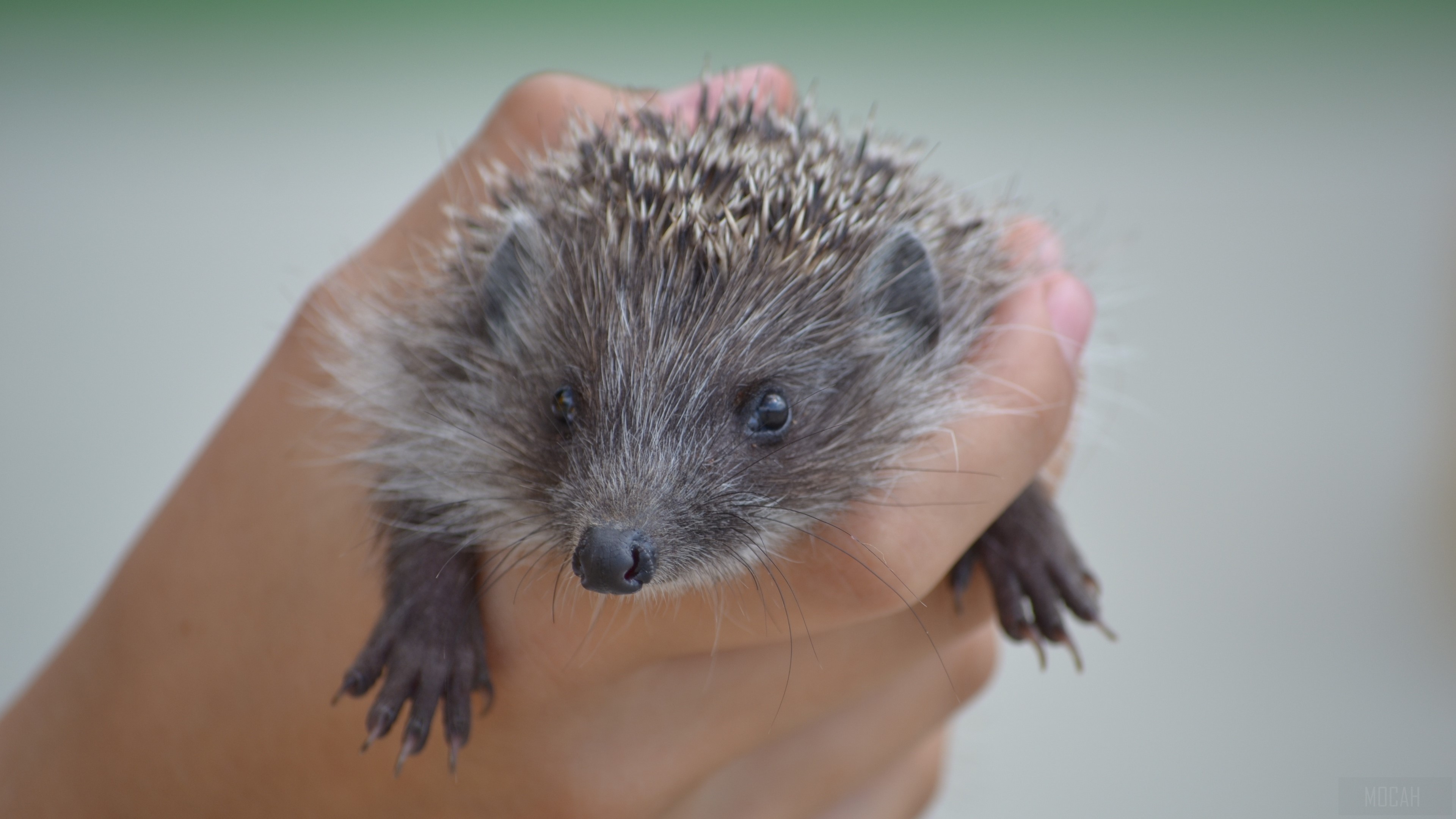 Hedgehog held in a hand, 4K HD Wallpaper