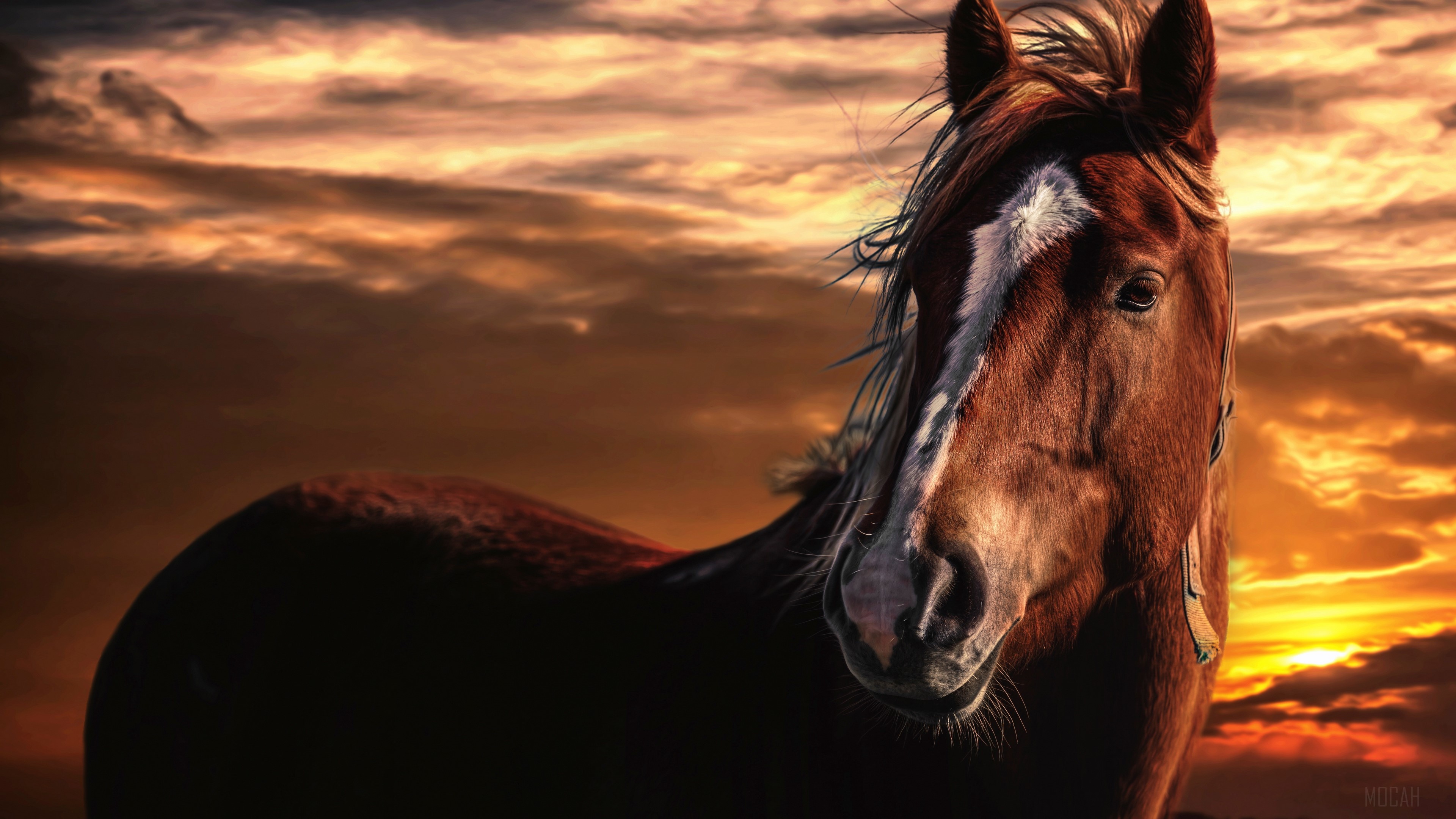 Horse with flowing mane against a sunset sky HD Wallpaper