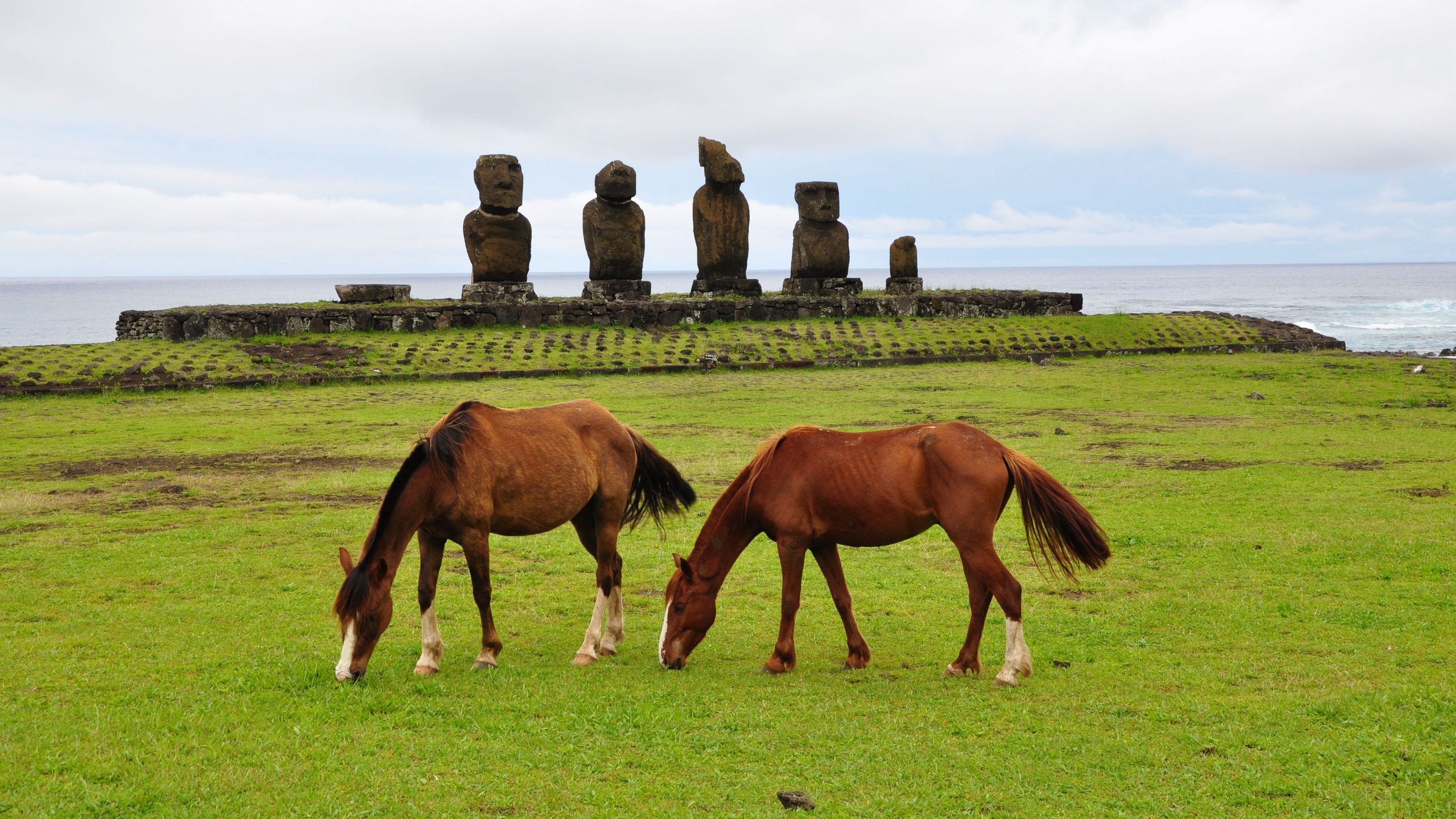 Horses grazing in front of Moai statues on Easter Island HD Wallpaper