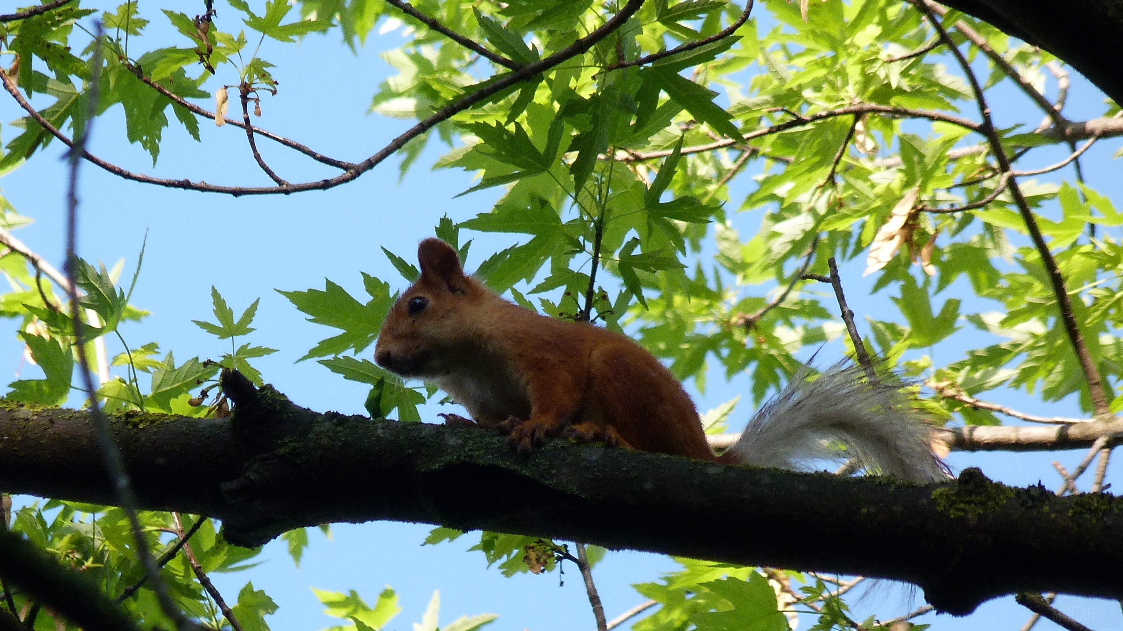 Squirrel sitting on a tree branch HD Wallpaper