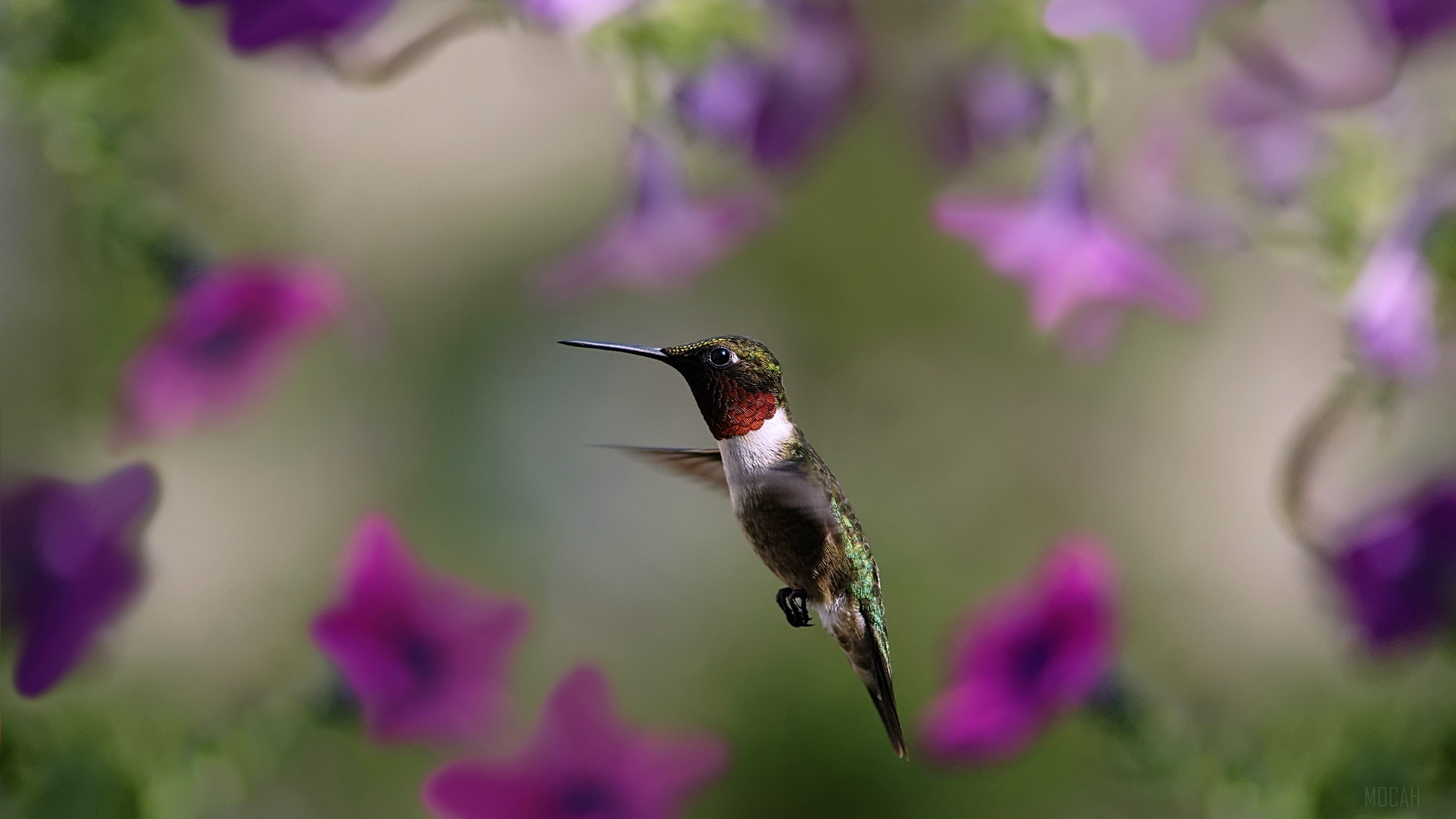 Hummingbird in flight near purple flowers 4K HD Wallpaper