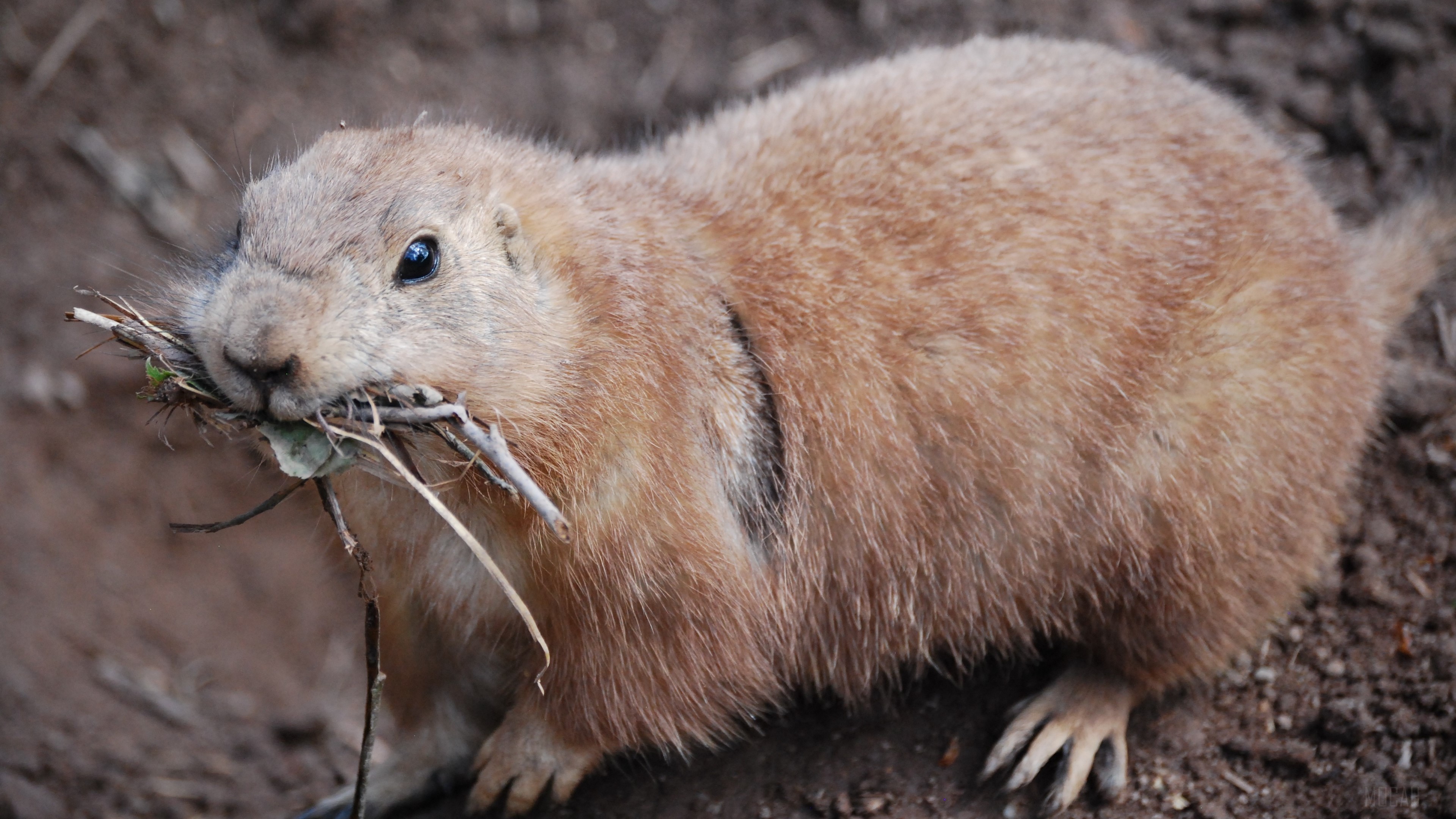 Prairie dog carrying branches in its mouth HD Wallpaper