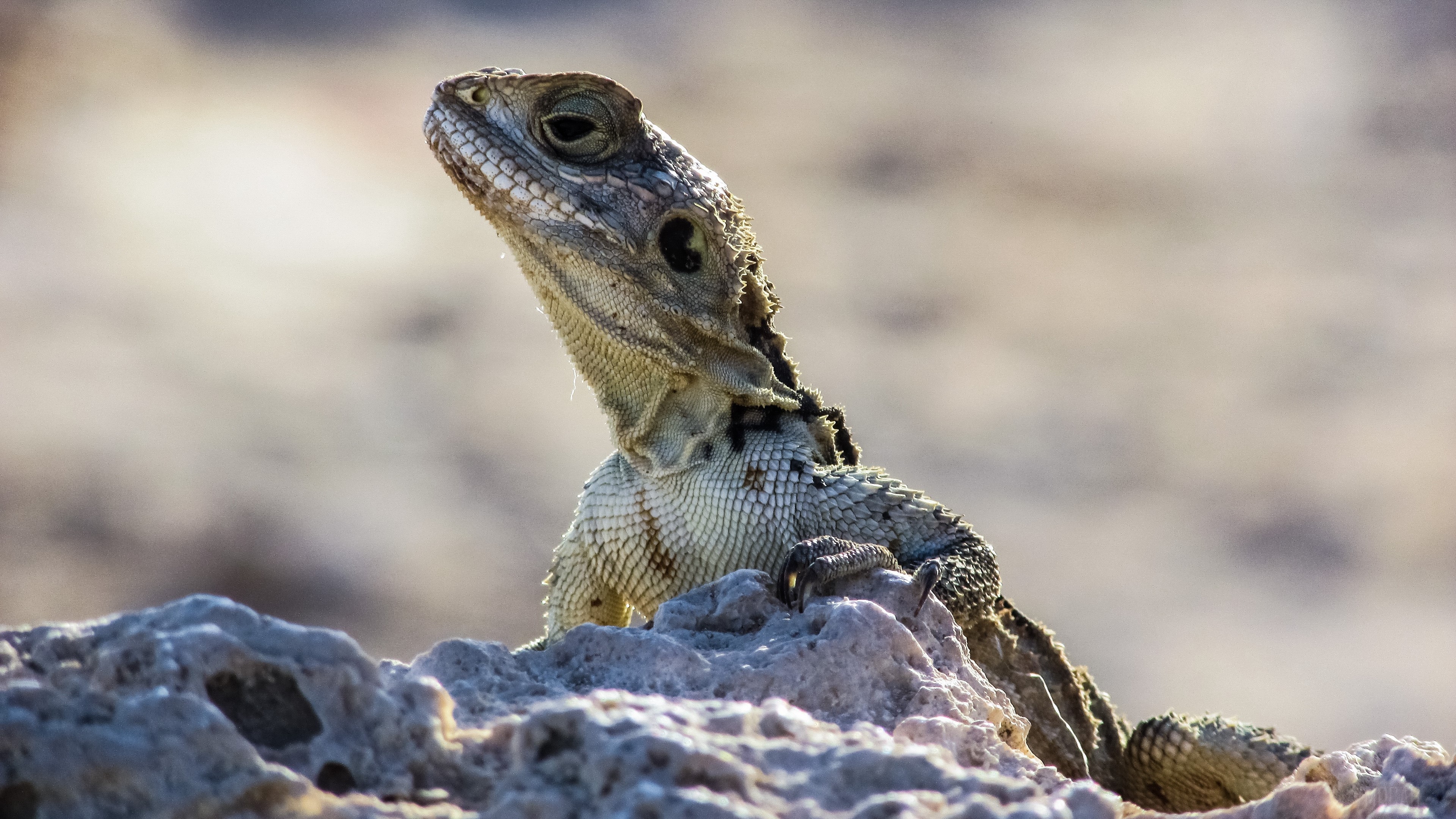Lizard on stones 4K HD Wallpaper