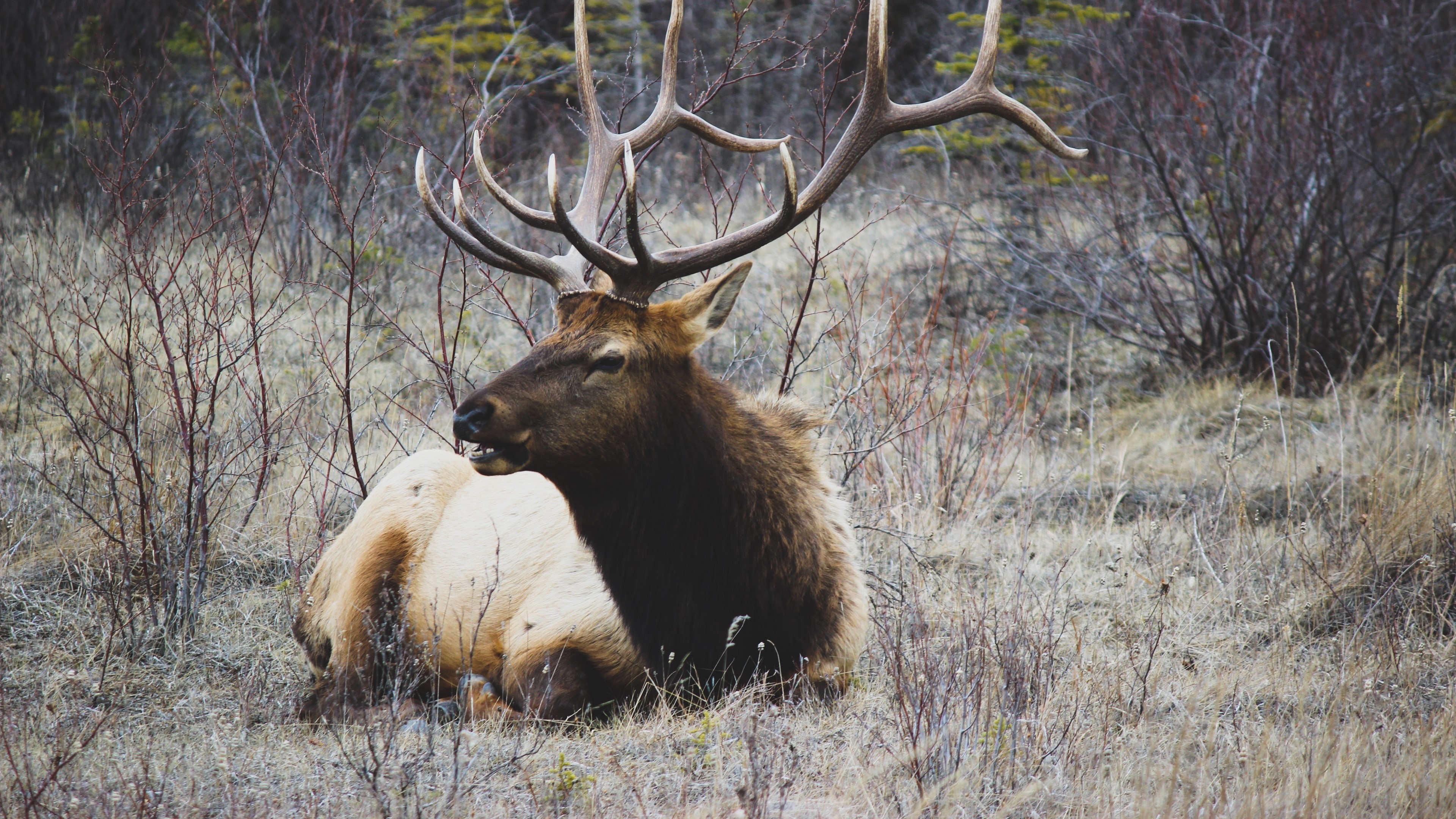 Elk with large antlers lying in dry grass HD Wallpaper