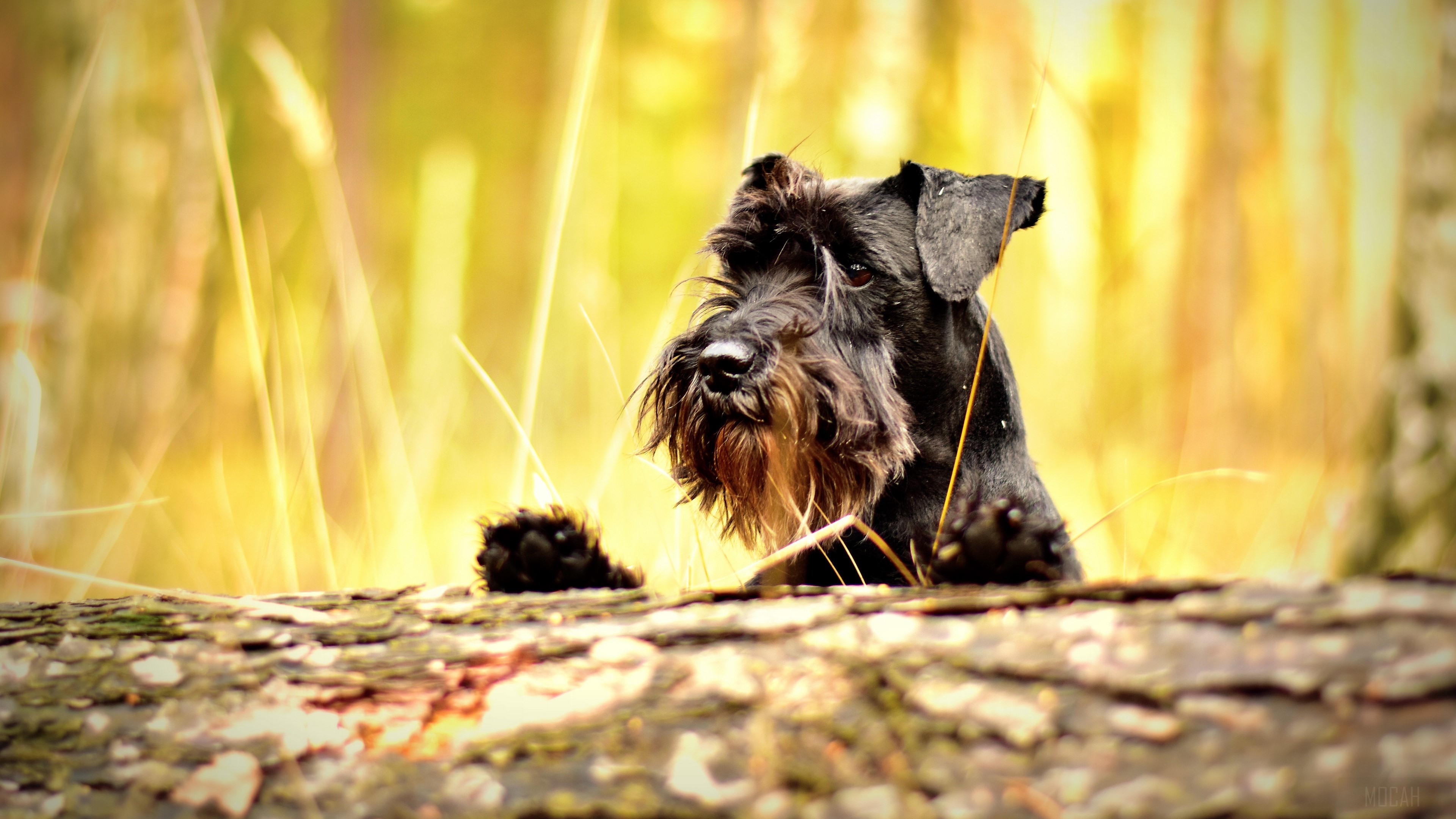 Black Miniature Schnauzer dog peeking over a log HD Wallpaper