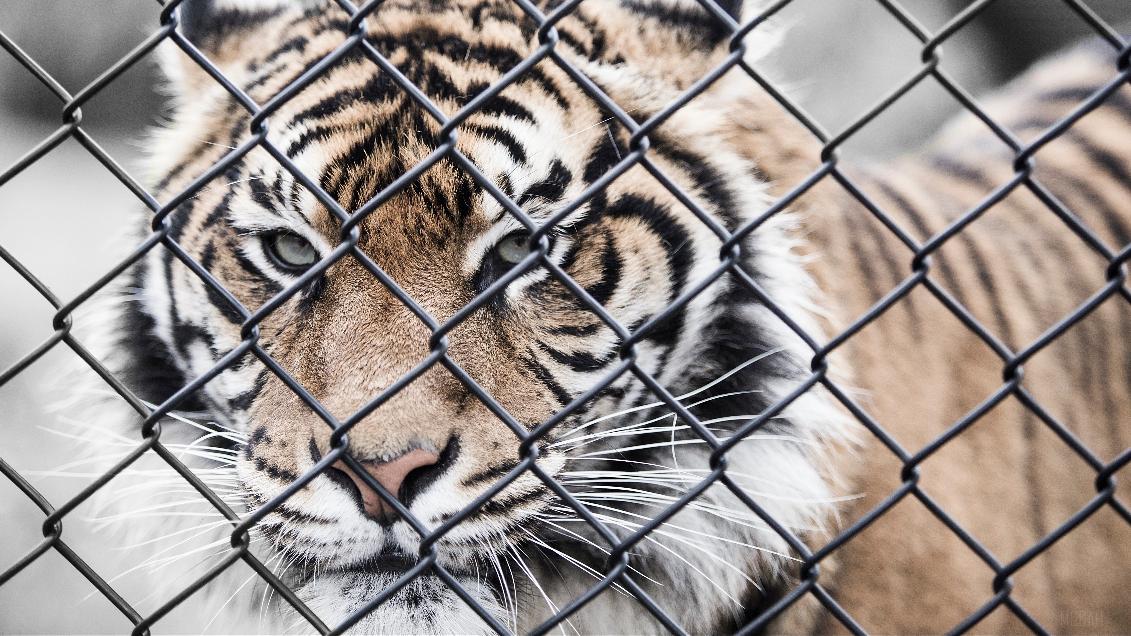 Tiger behind a chain-link fence HD Wallpaper