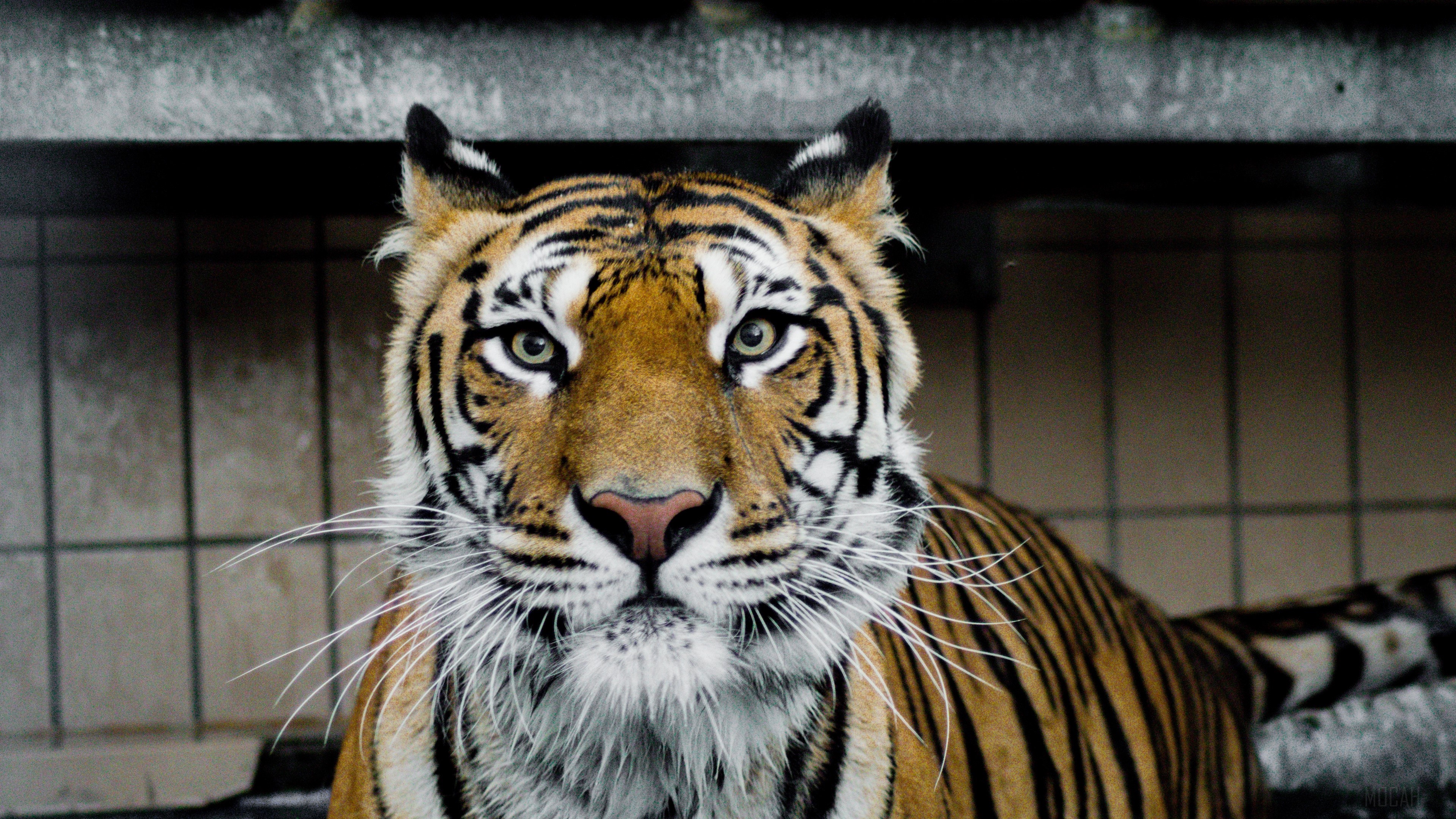 Tiger's intense gaze in 4K HD Wallpaper