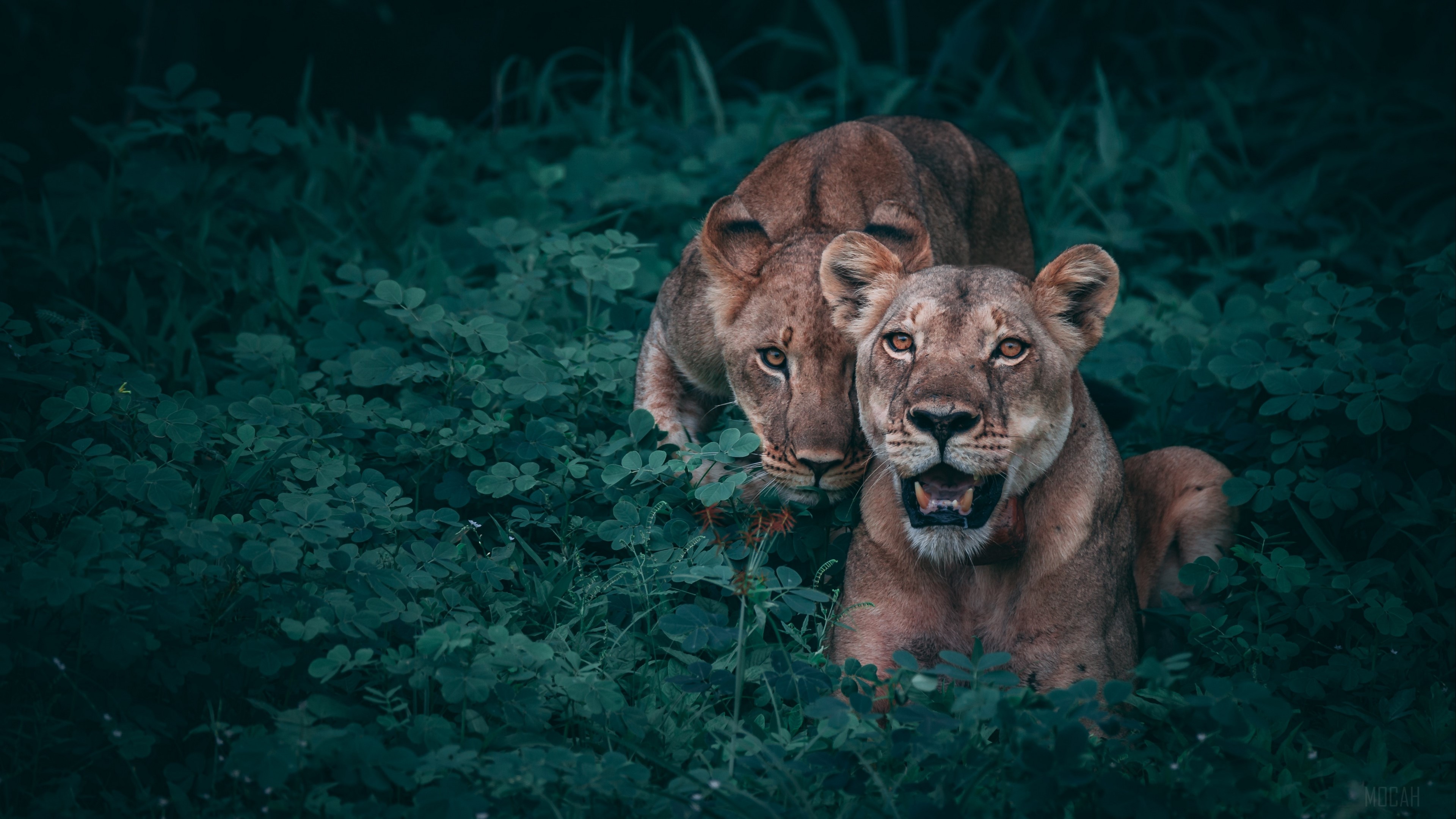 Two lionesses in dark green foliage 4K HD Wallpaper