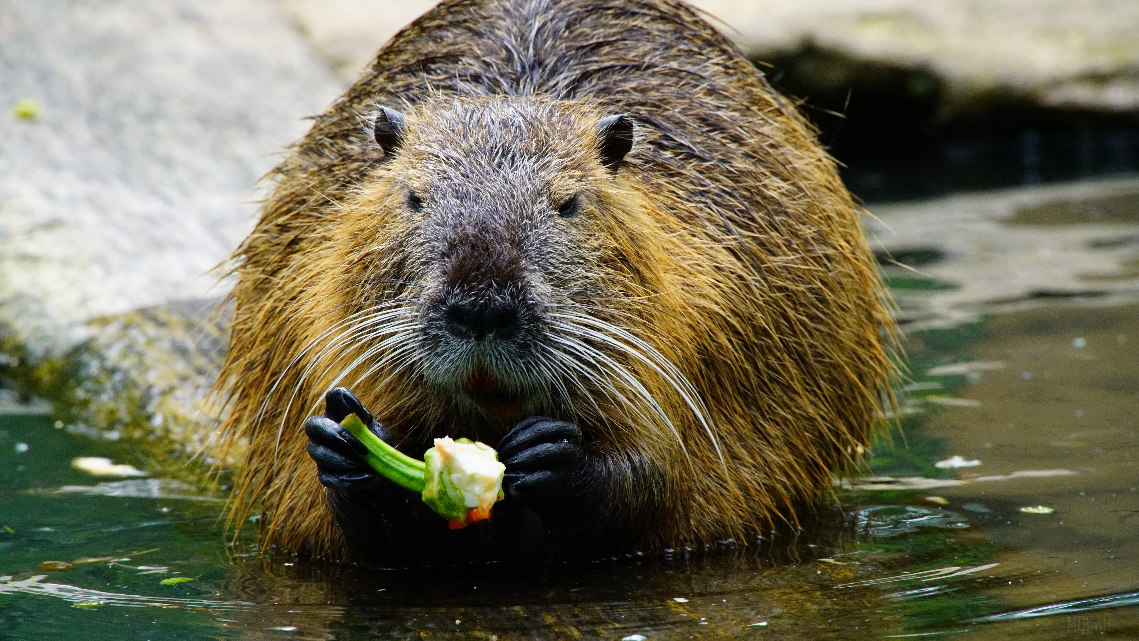 Coypu eating paprika in water 4K HD Wallpaper