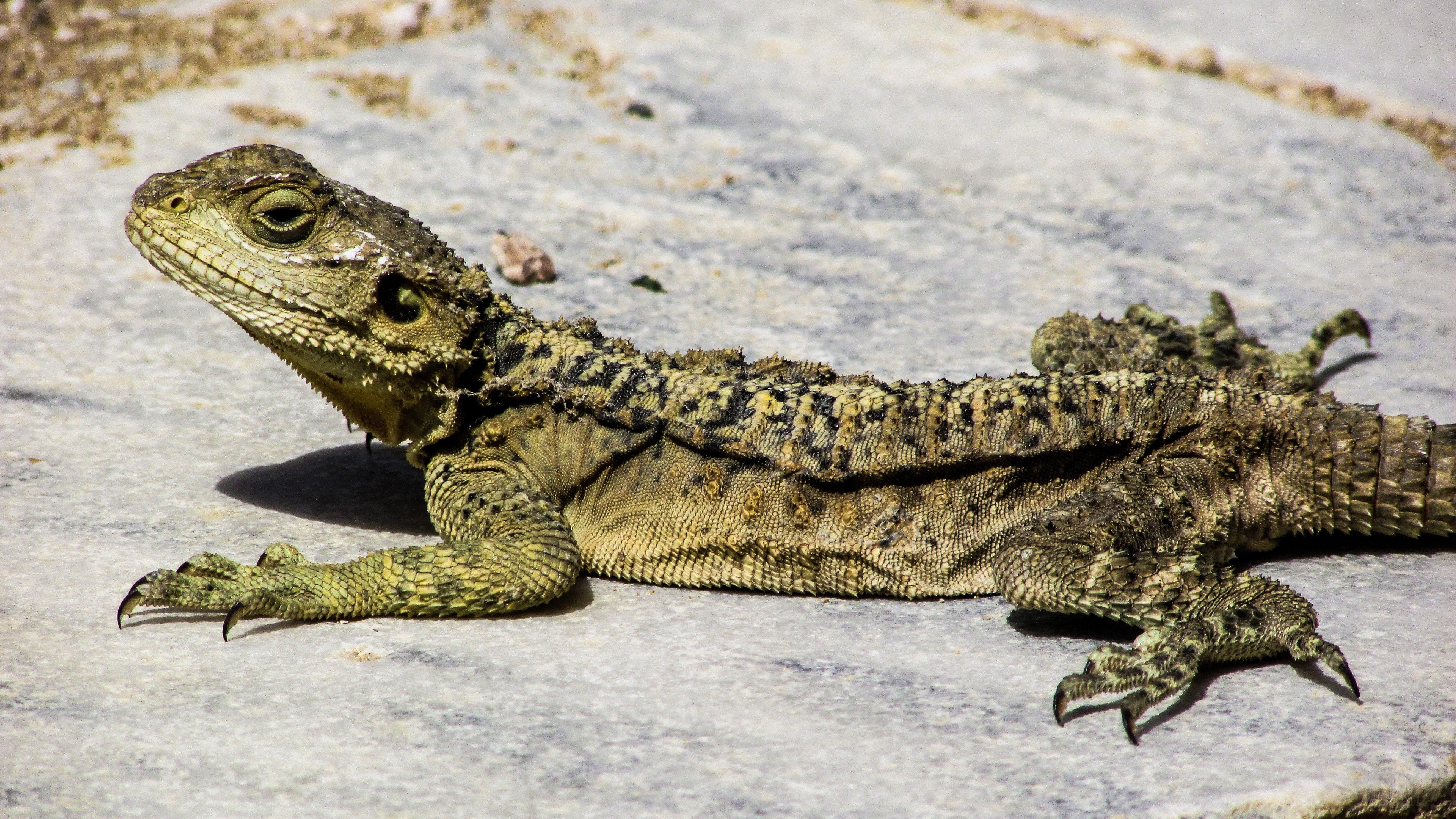 Lizard on stone in Cyprus 4K HD Wallpaper
