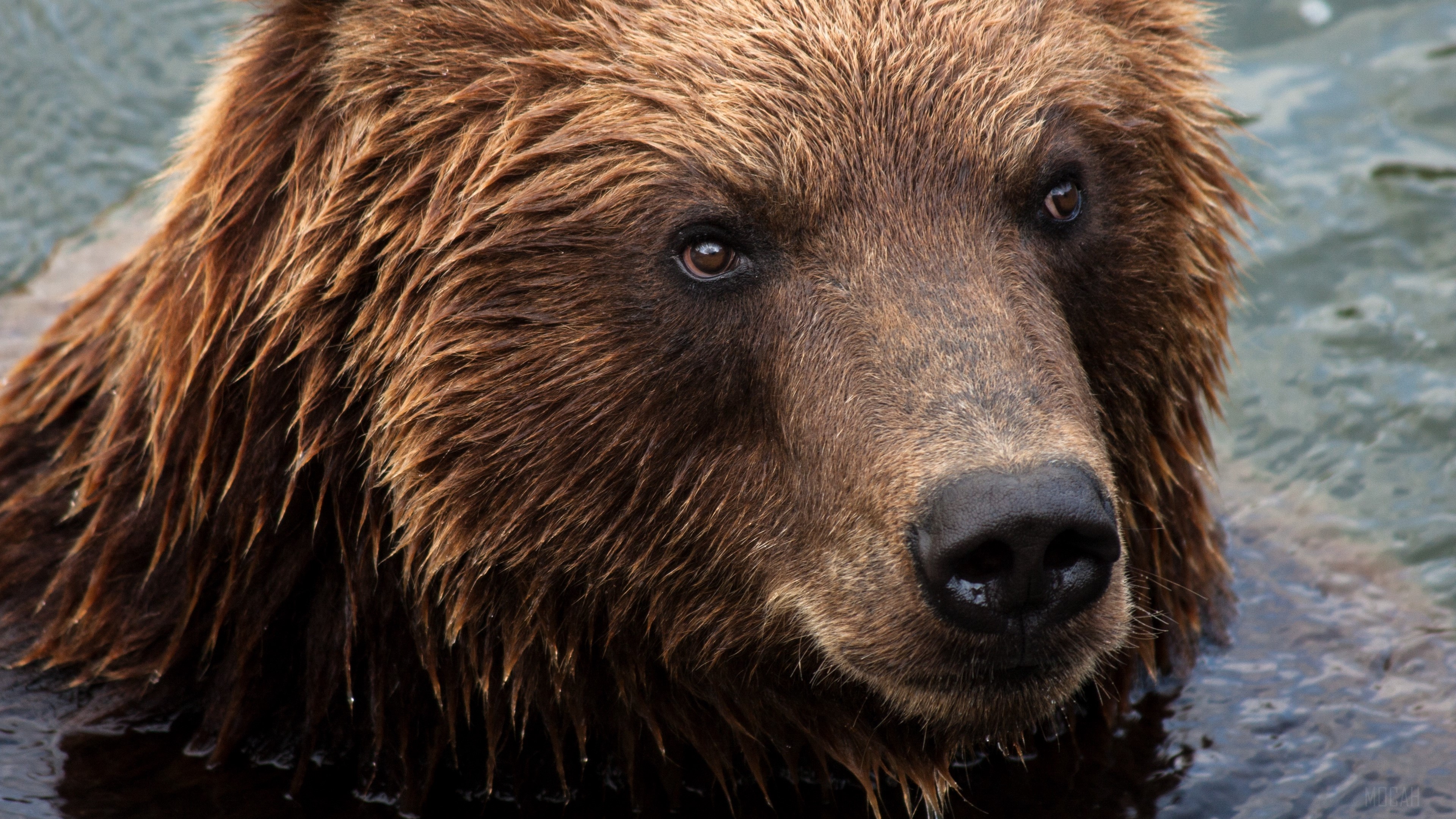Kamchatka brown bear in water, 4K HD Wallpaper