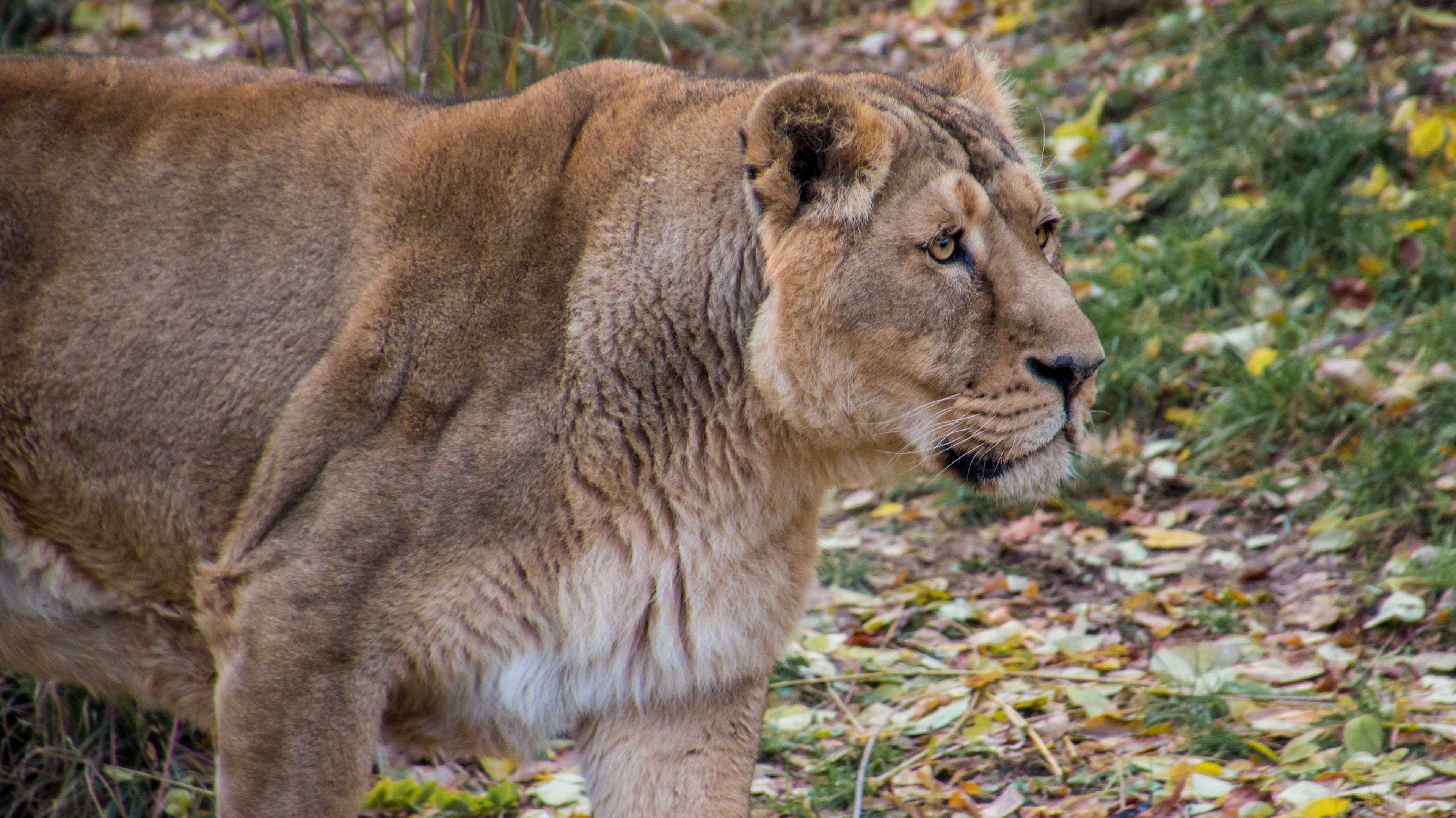 Lioness in a forest with fallen leaves HD Wallpaper