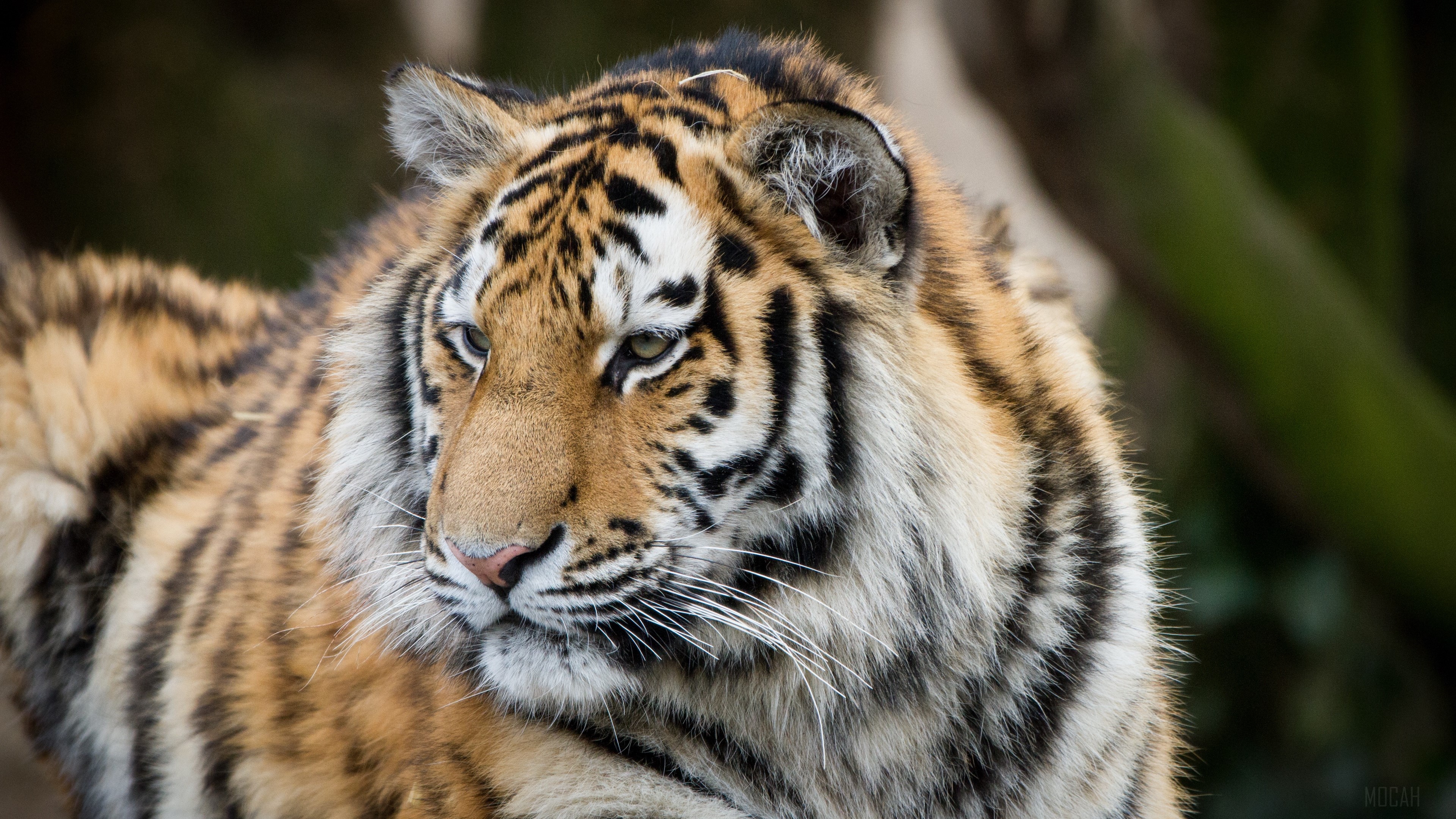Tiger close-up portrait HD Wallpaper
