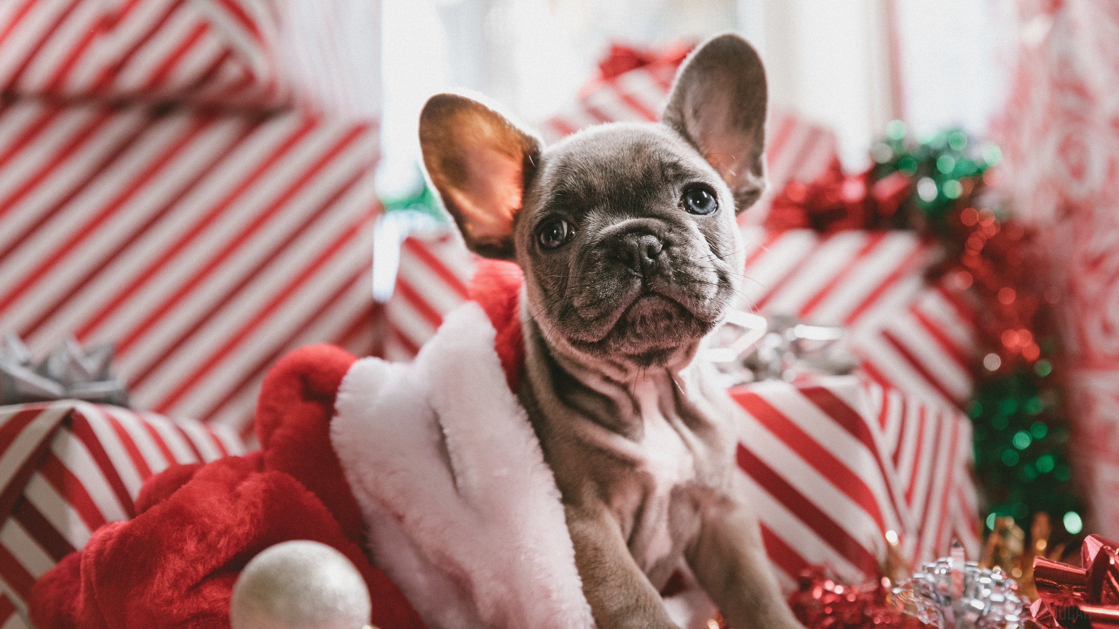 French Bulldog puppy in Santa hat with Christmas gifts HD Wallpaper