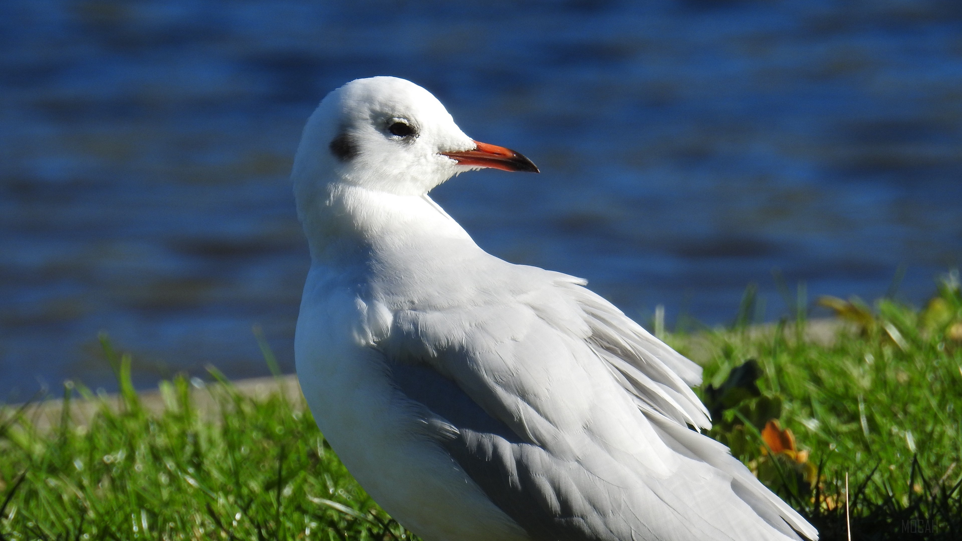 Seagull by the water HD Wallpaper