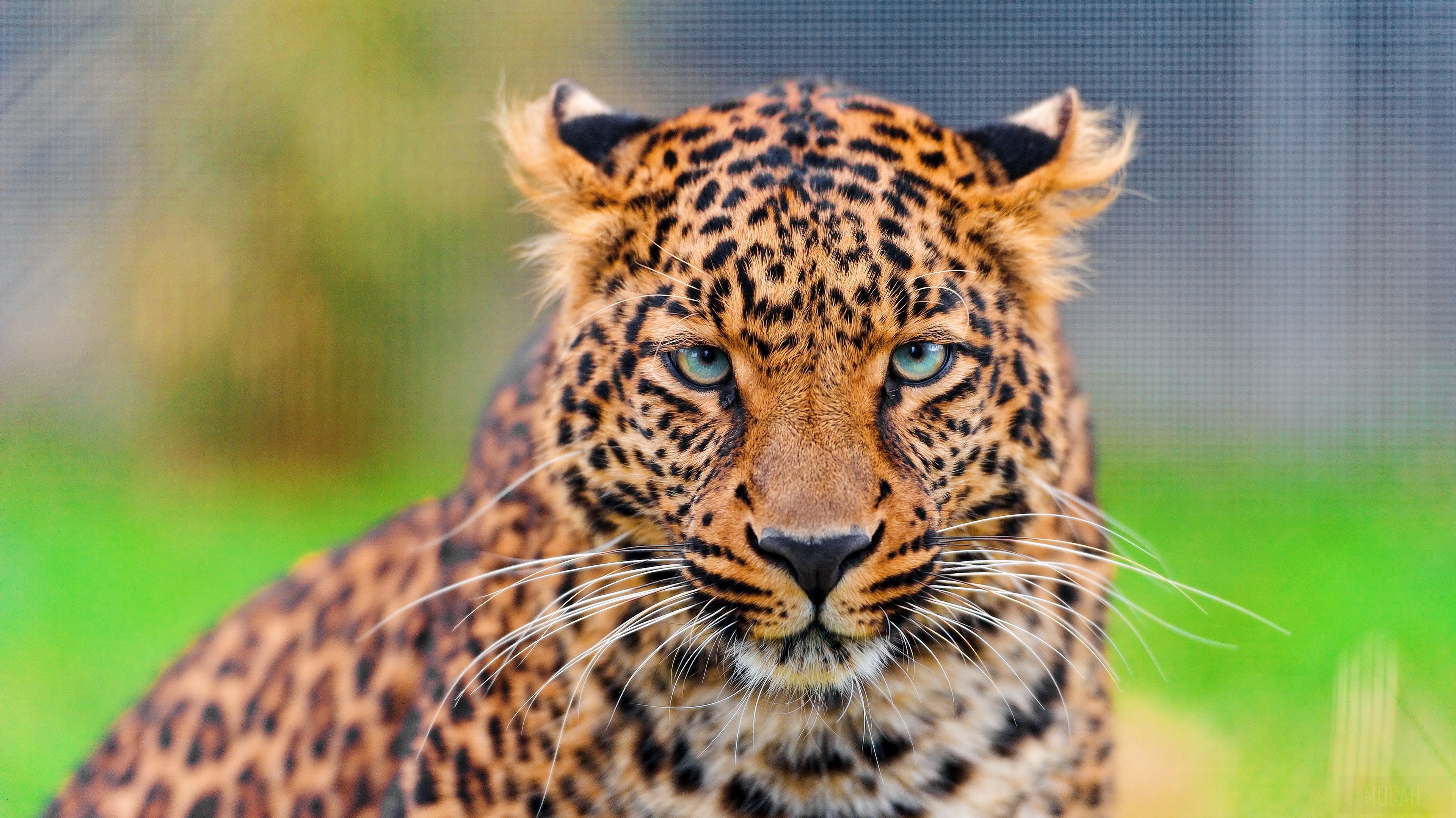 Leopard face with blue eyes, spotted big cat 4K HD Wallpaper