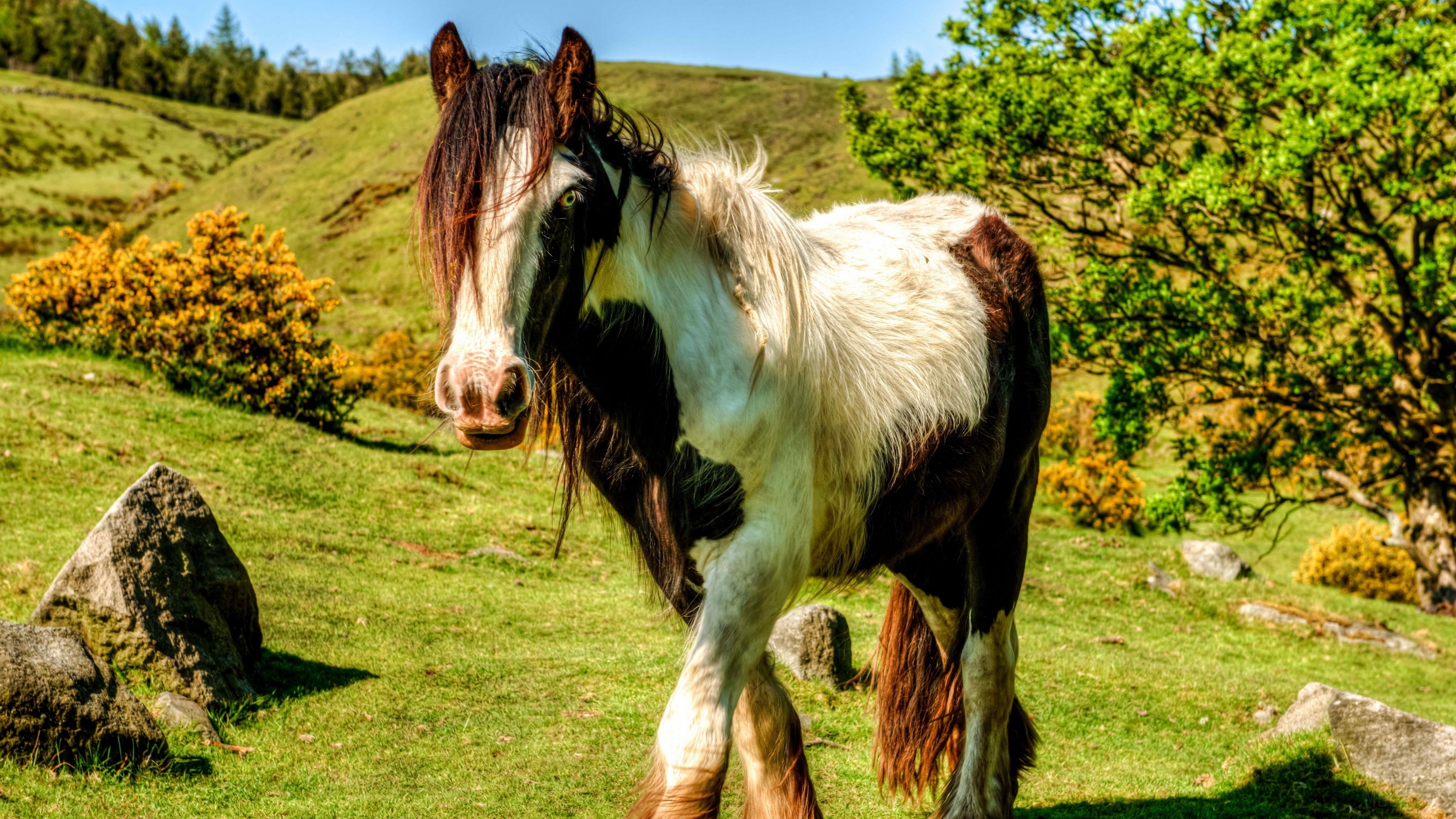 A piebald horse stands in a grassy field HD Wallpaper