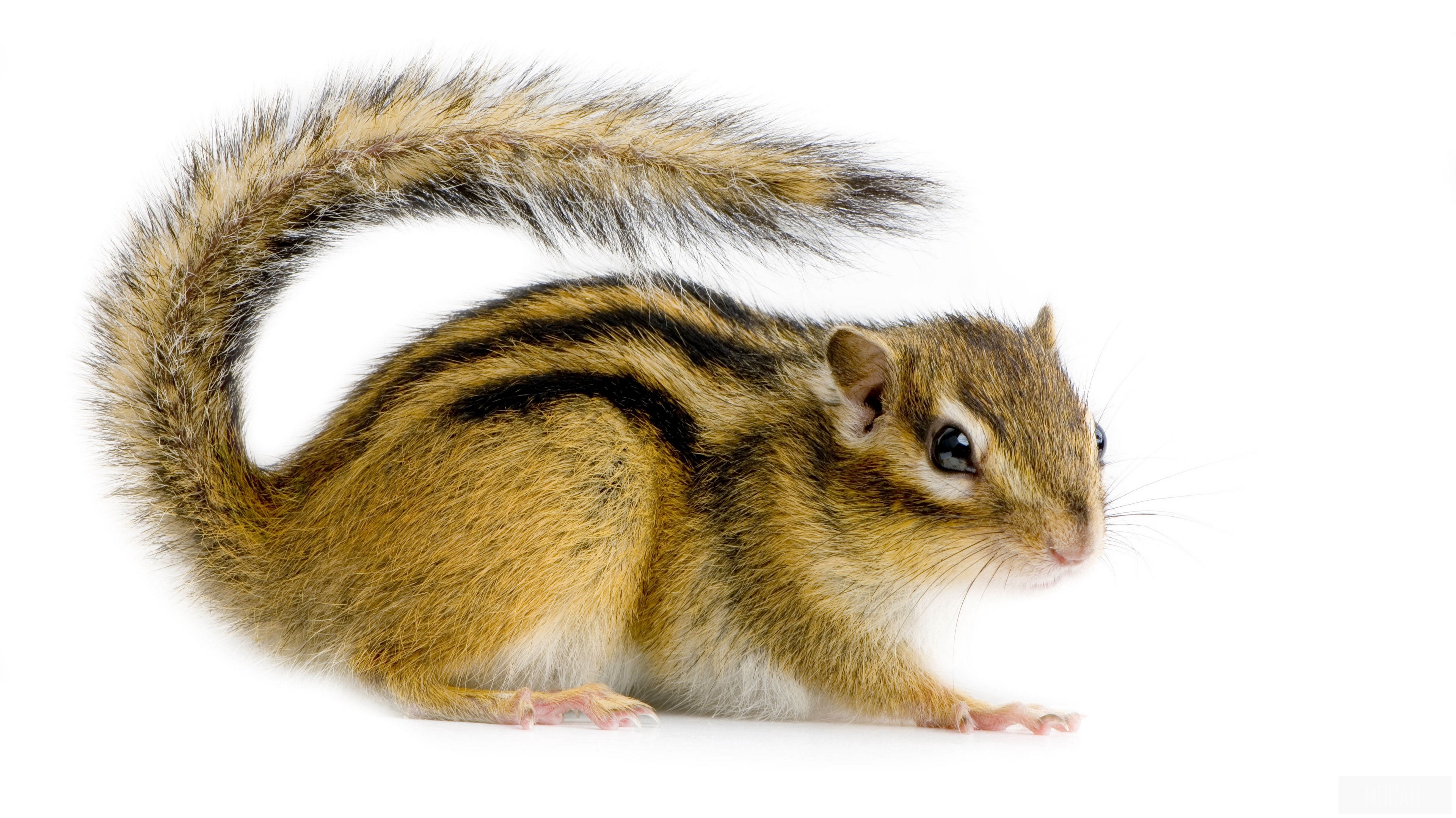 Chipmunk on white background 4K HD Wallpaper