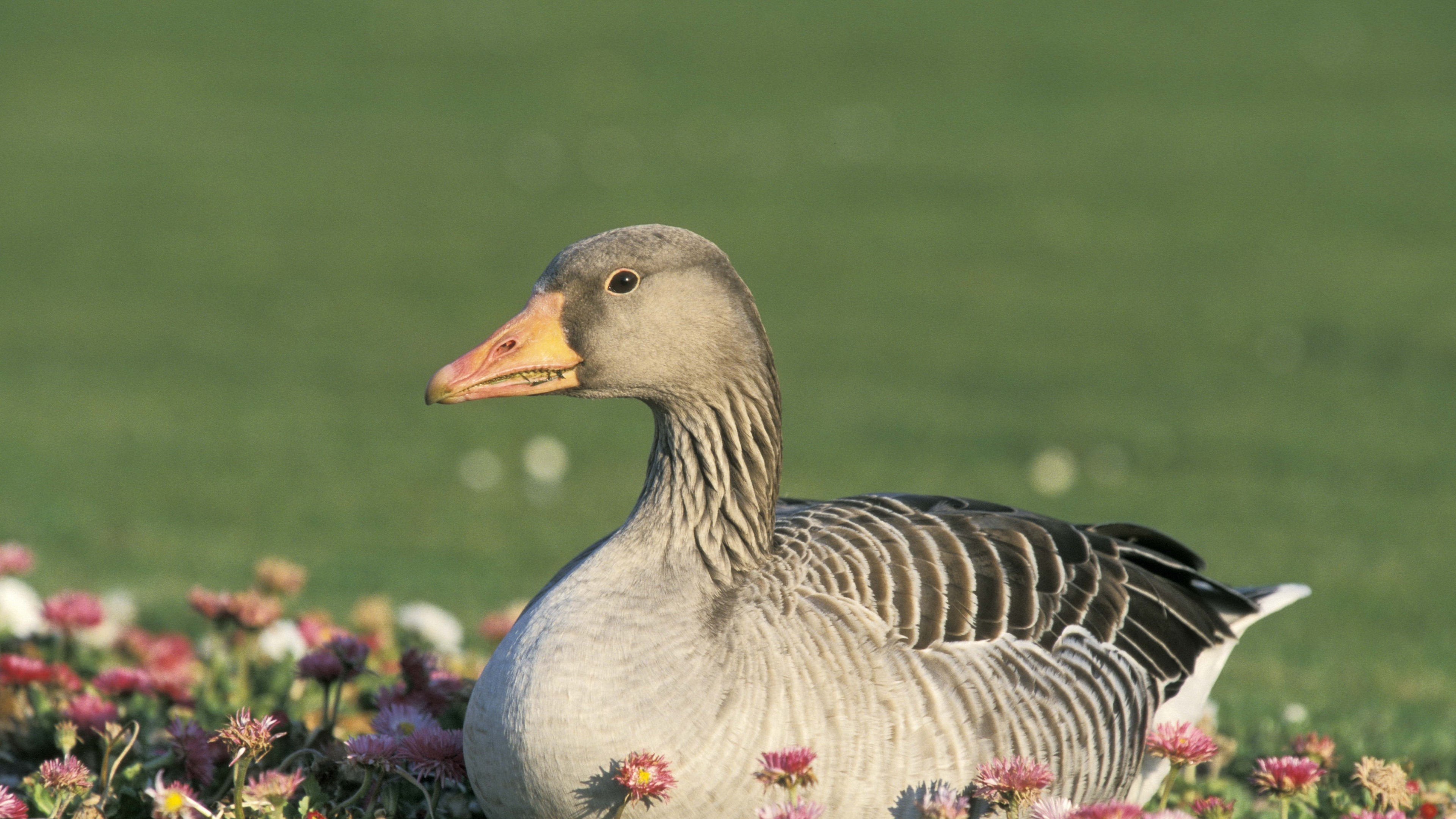Greylag Goose in Flowers 4K HD Wallpaper