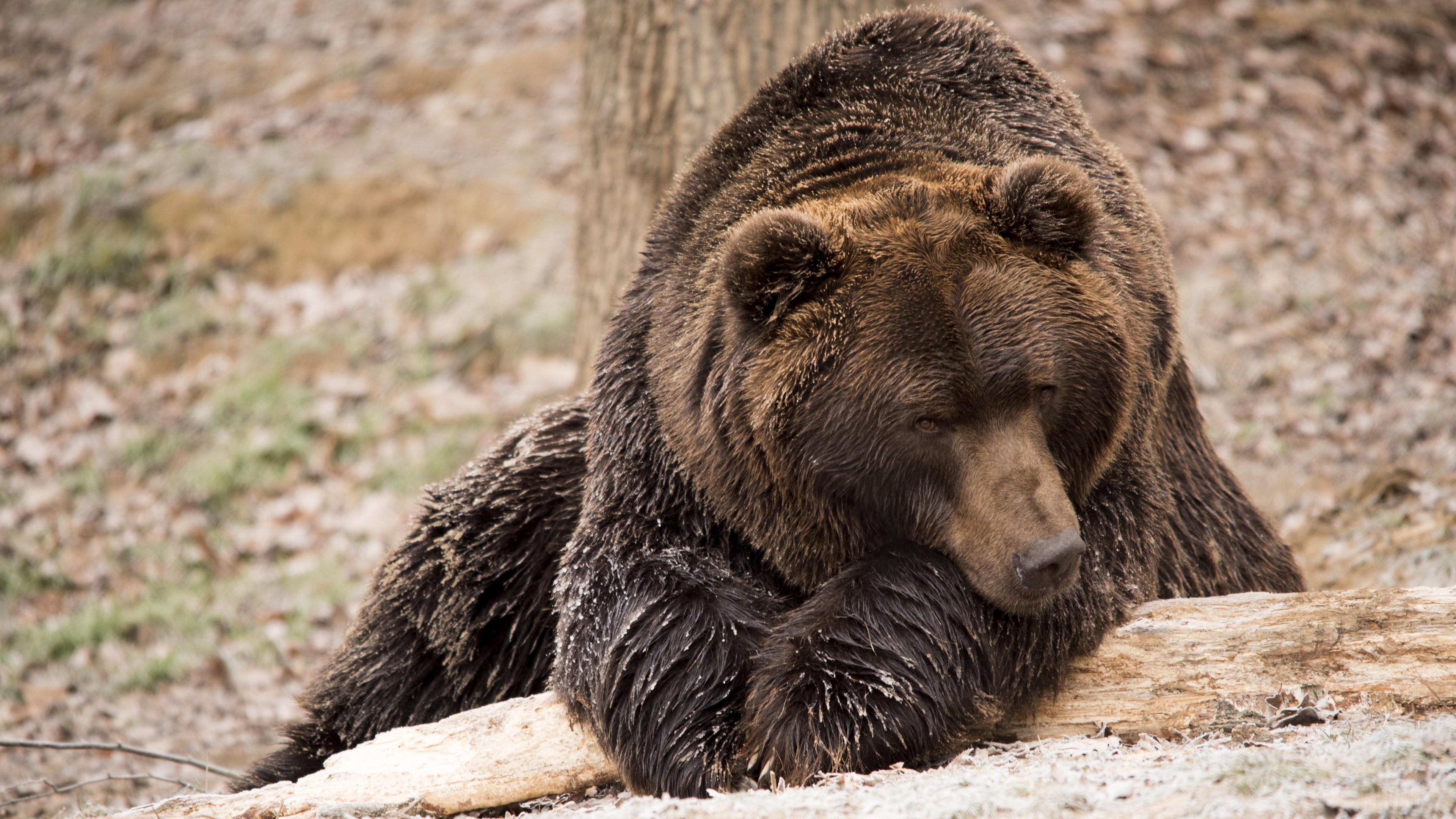 Brown bear lying down on a log HD Wallpaper