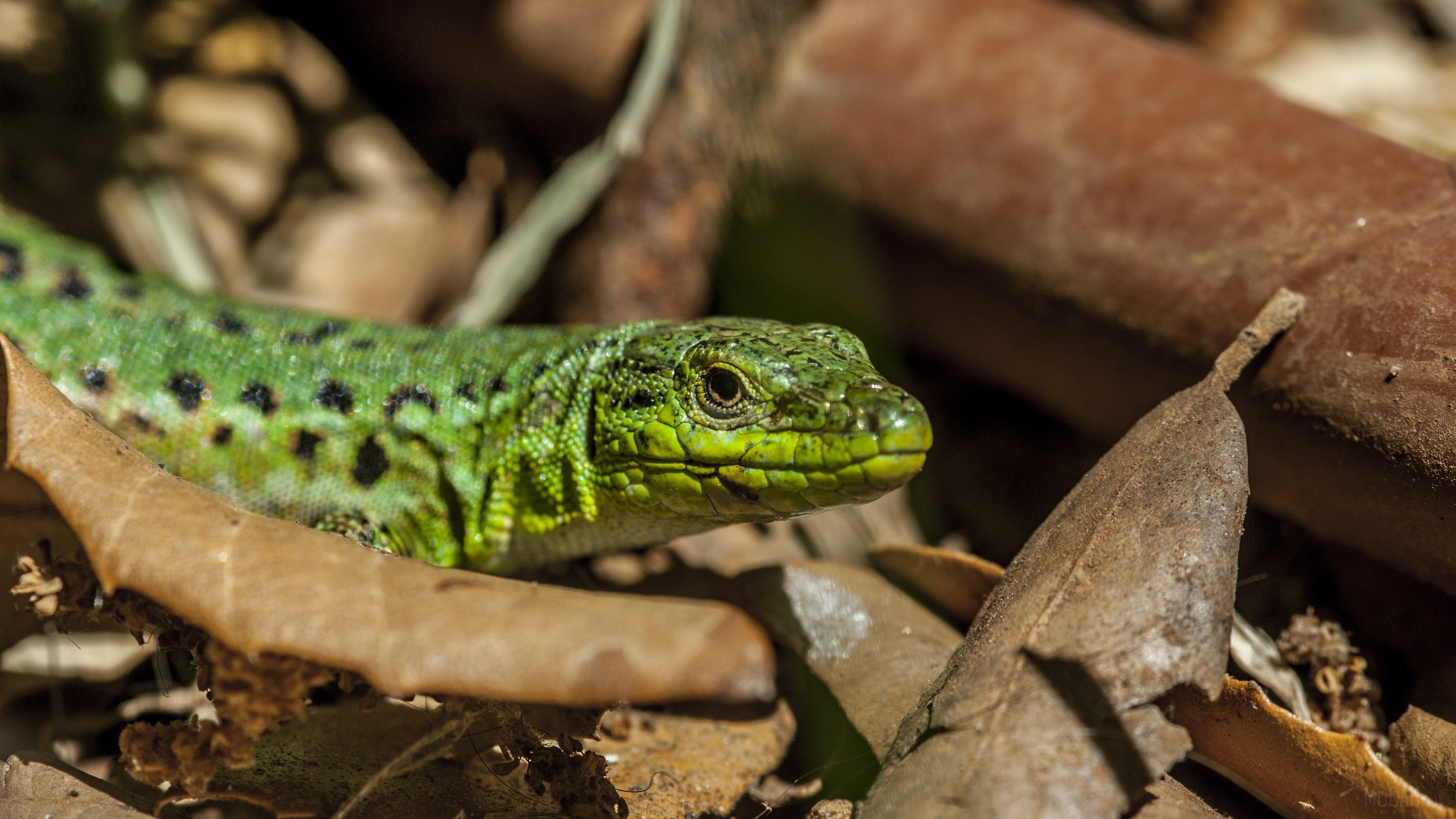 Green lizard with black spots on leaves HD Wallpaper