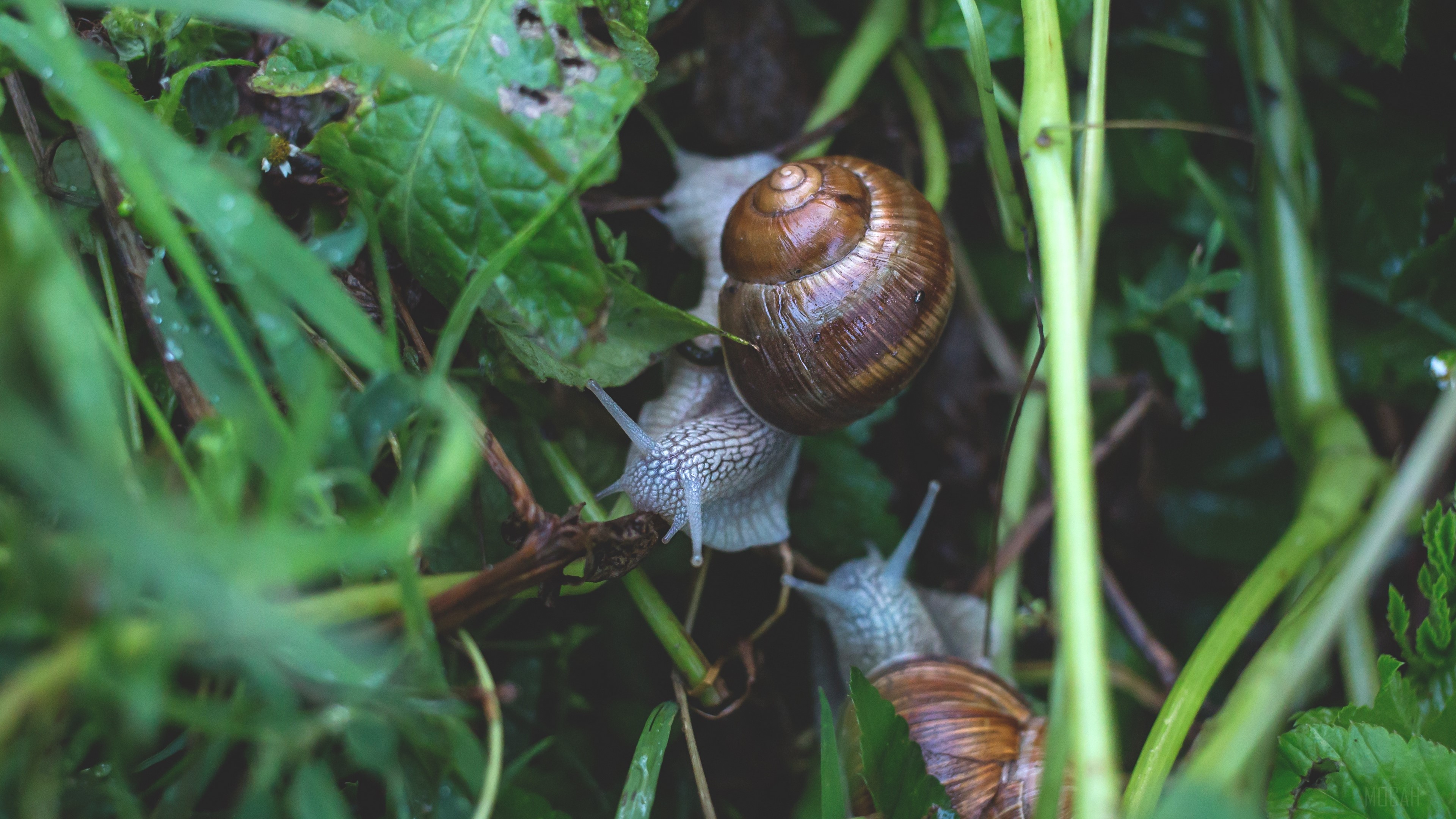 Snails crawling on grass in 4K HD Wallpaper