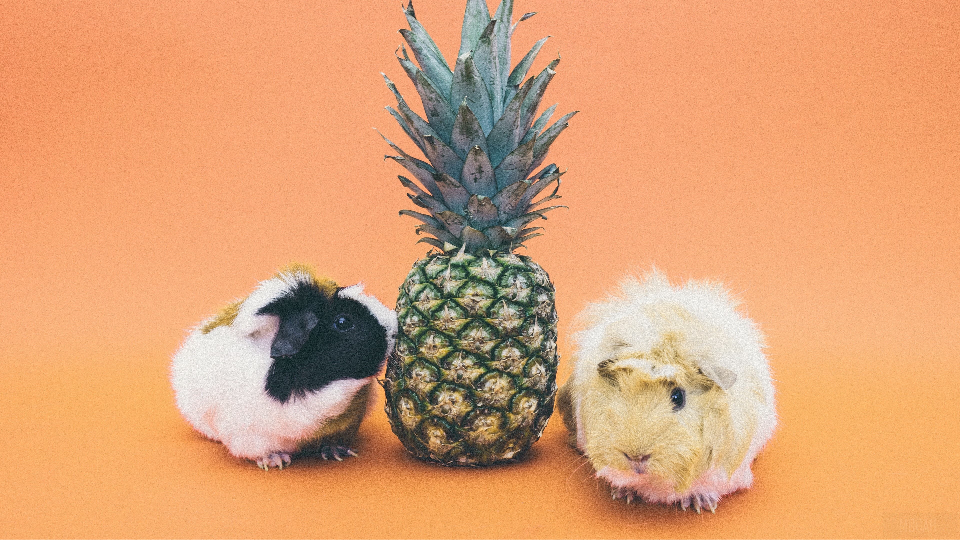 Two guinea pigs and a pineapple HD Wallpaper