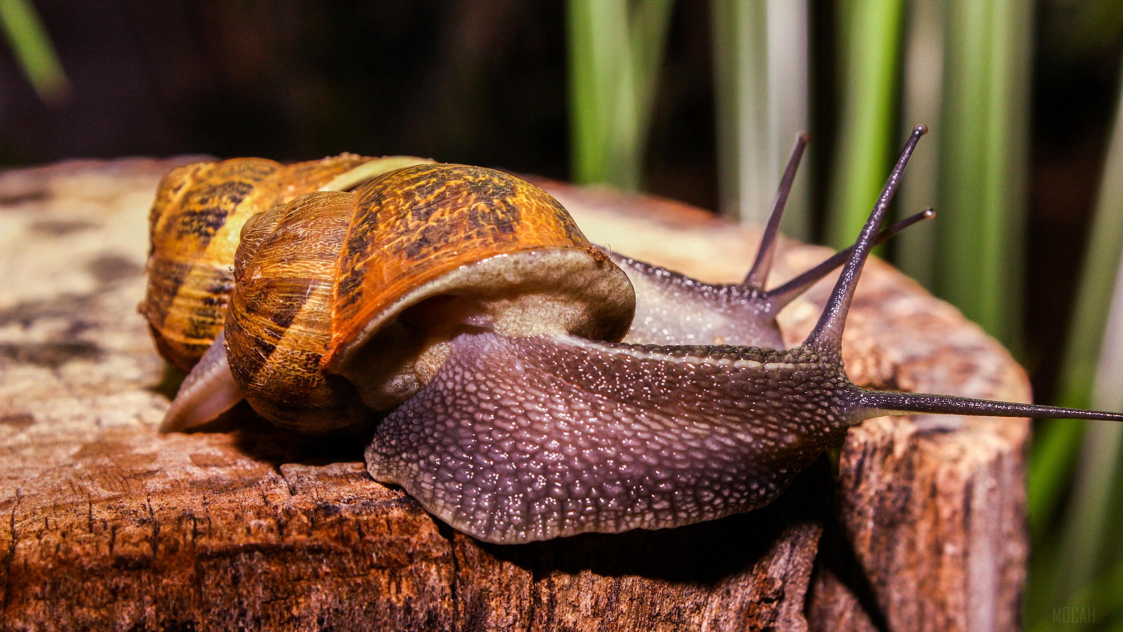 Two large snails with antennae on a log HD Wallpaper