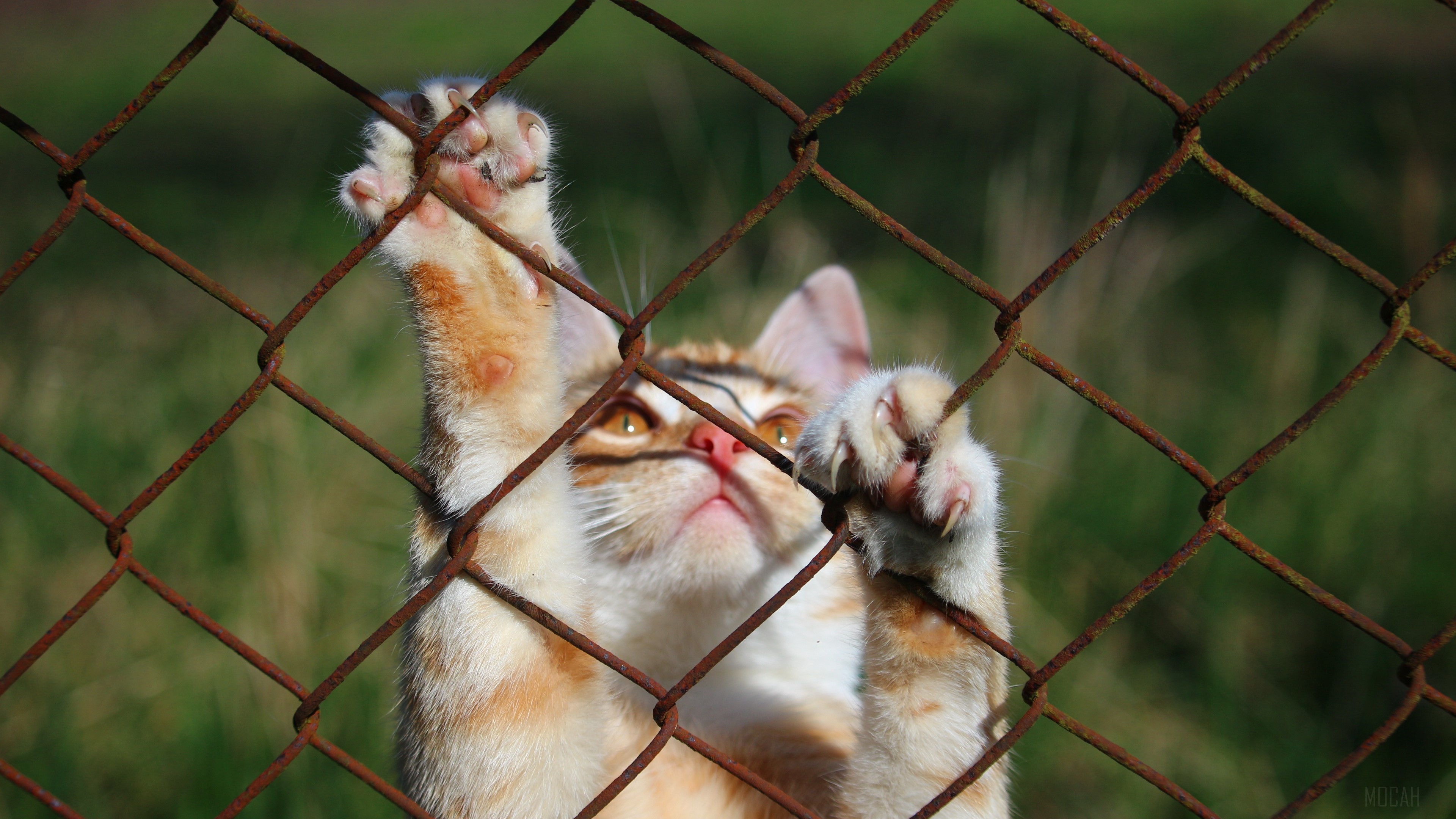 Cat with paws on a fence HD Wallpaper