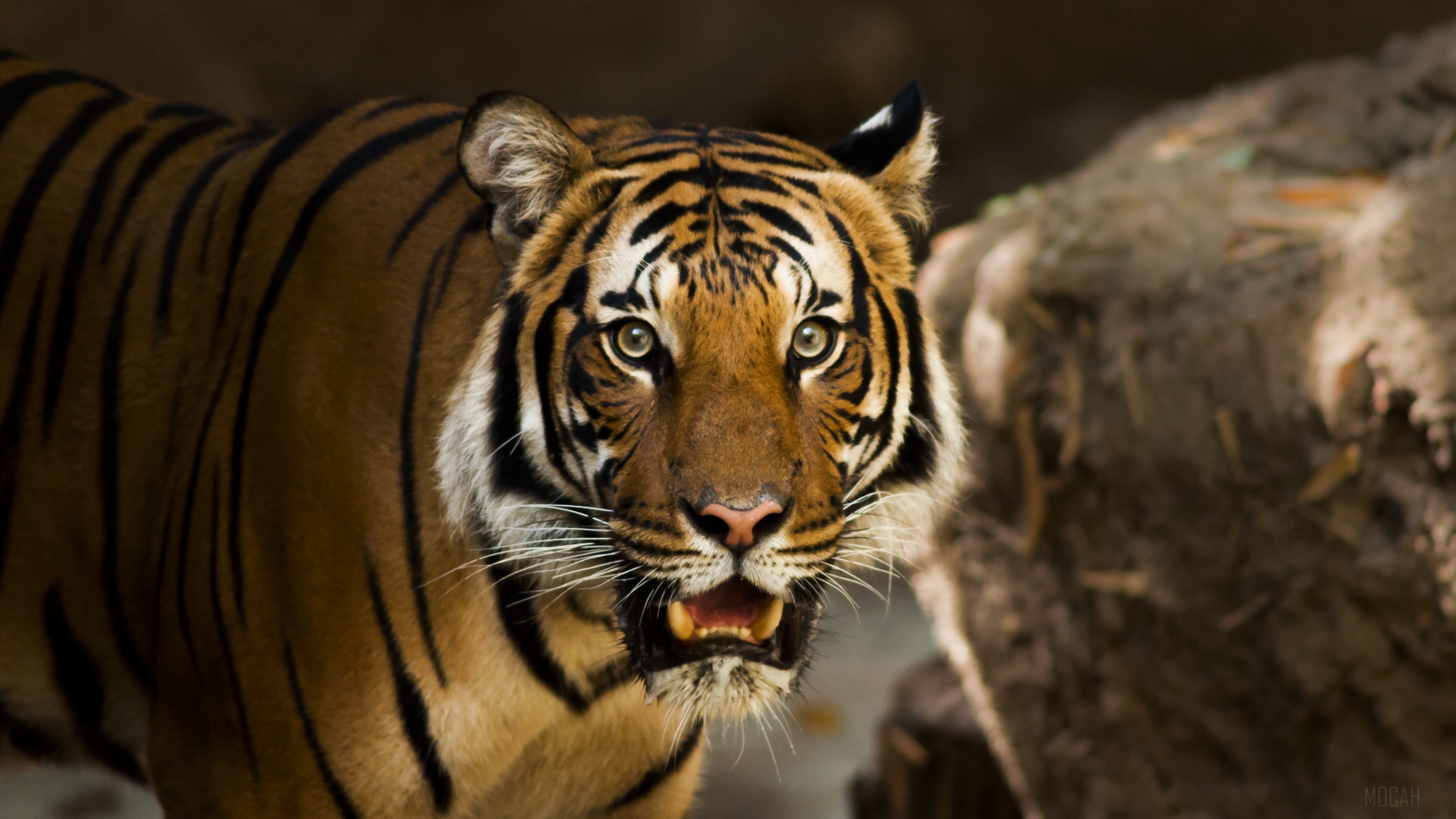 Tiger predator wild cat 4K HD Wallpaper