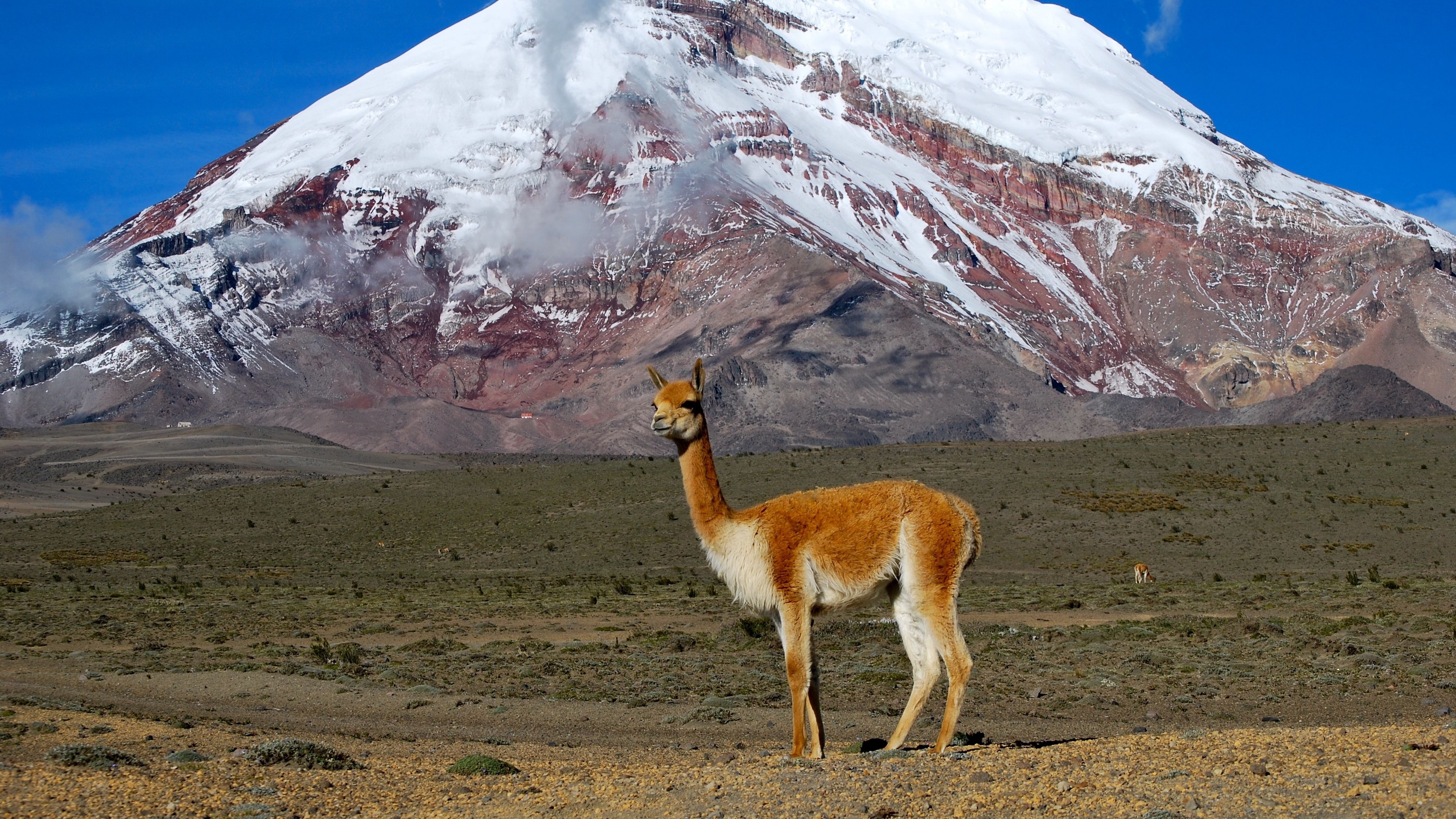 Vicuña standing in front of Chimborazo volcano HD Wallpaper