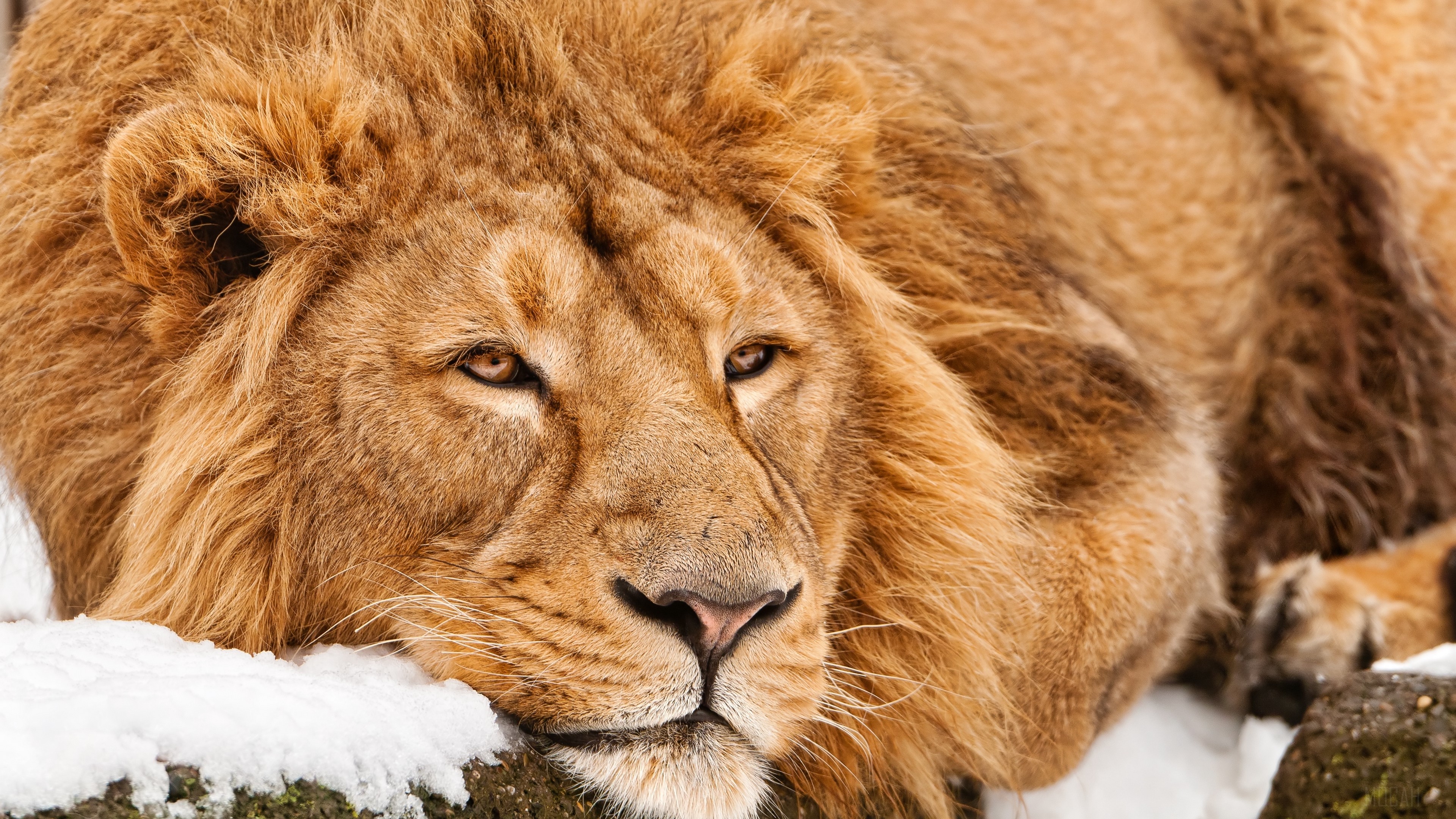 Lion lying in snow HD Wallpaper