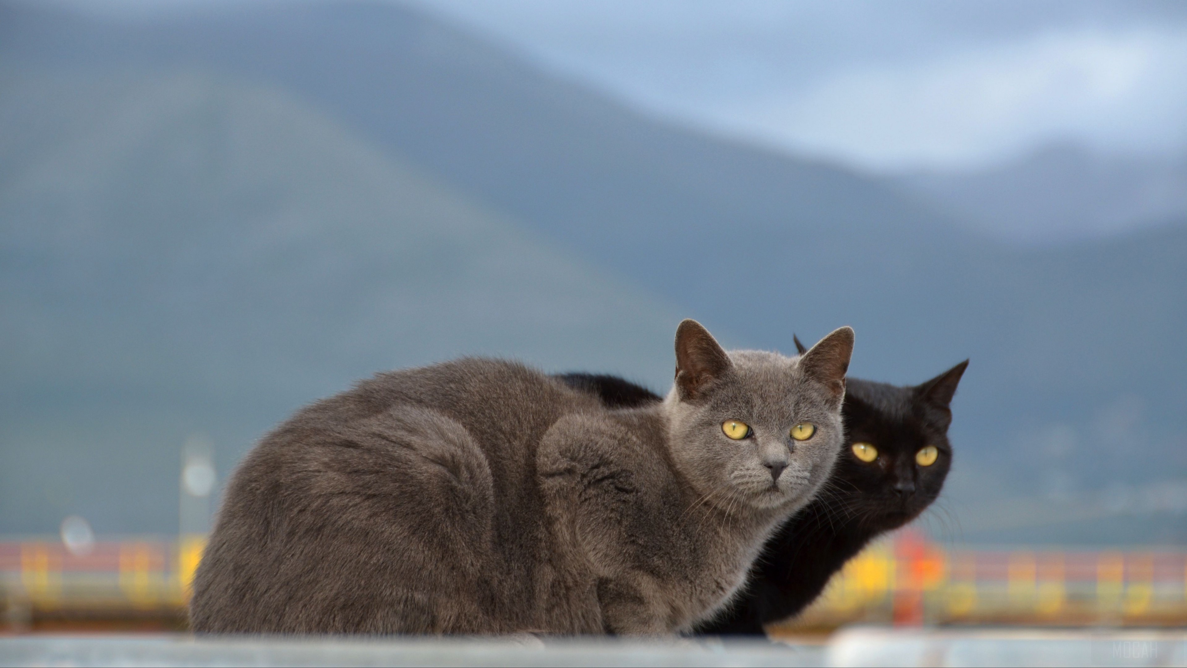 Two cats in front of mountains 4K HD Wallpaper