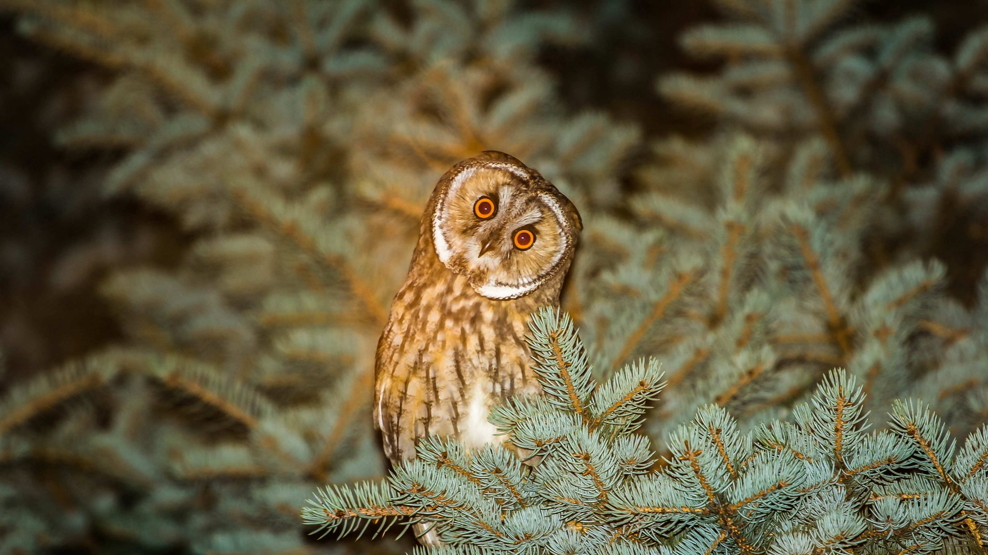 Long-eared owl perched on a spruce tree at night HD Wallpaper