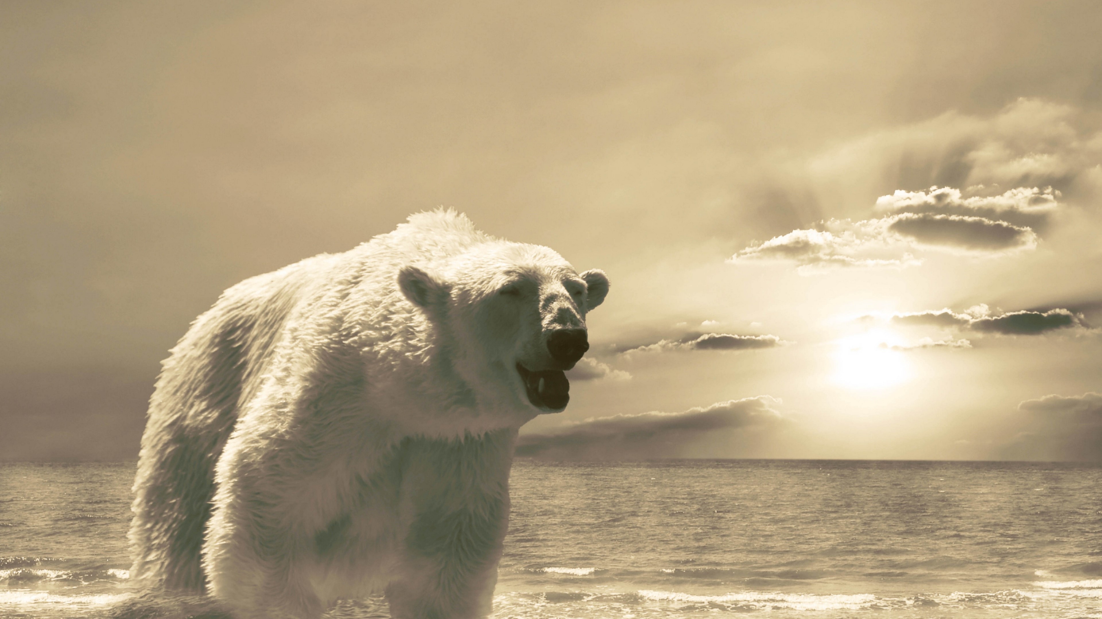Polar bear on a beach with ocean and sun HD Wallpaper