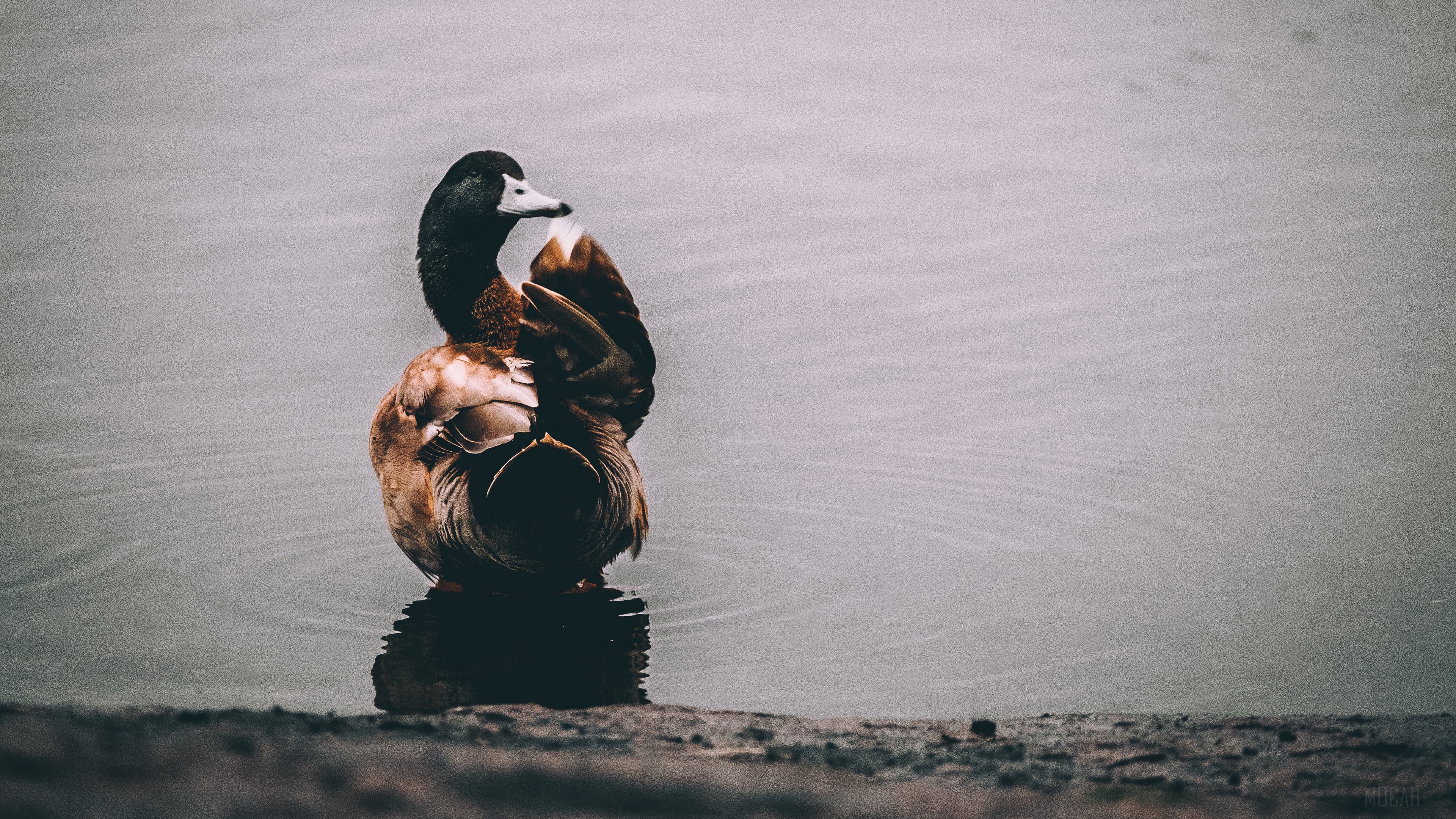 Solitary Duck on Calm Lake in Soft Light HD Wallpaper