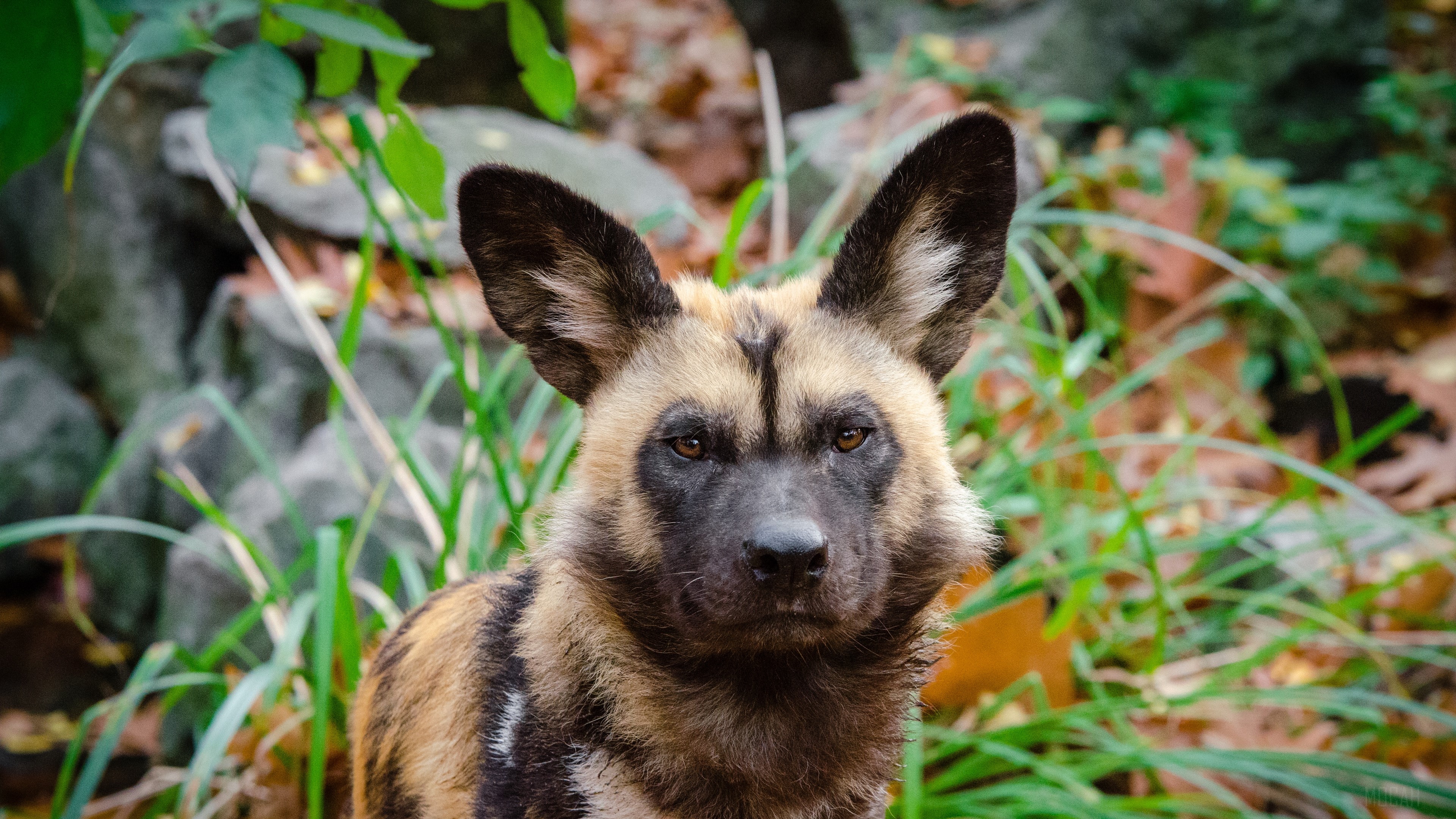 African Wild Dog Portrait 4K HD Wallpaper