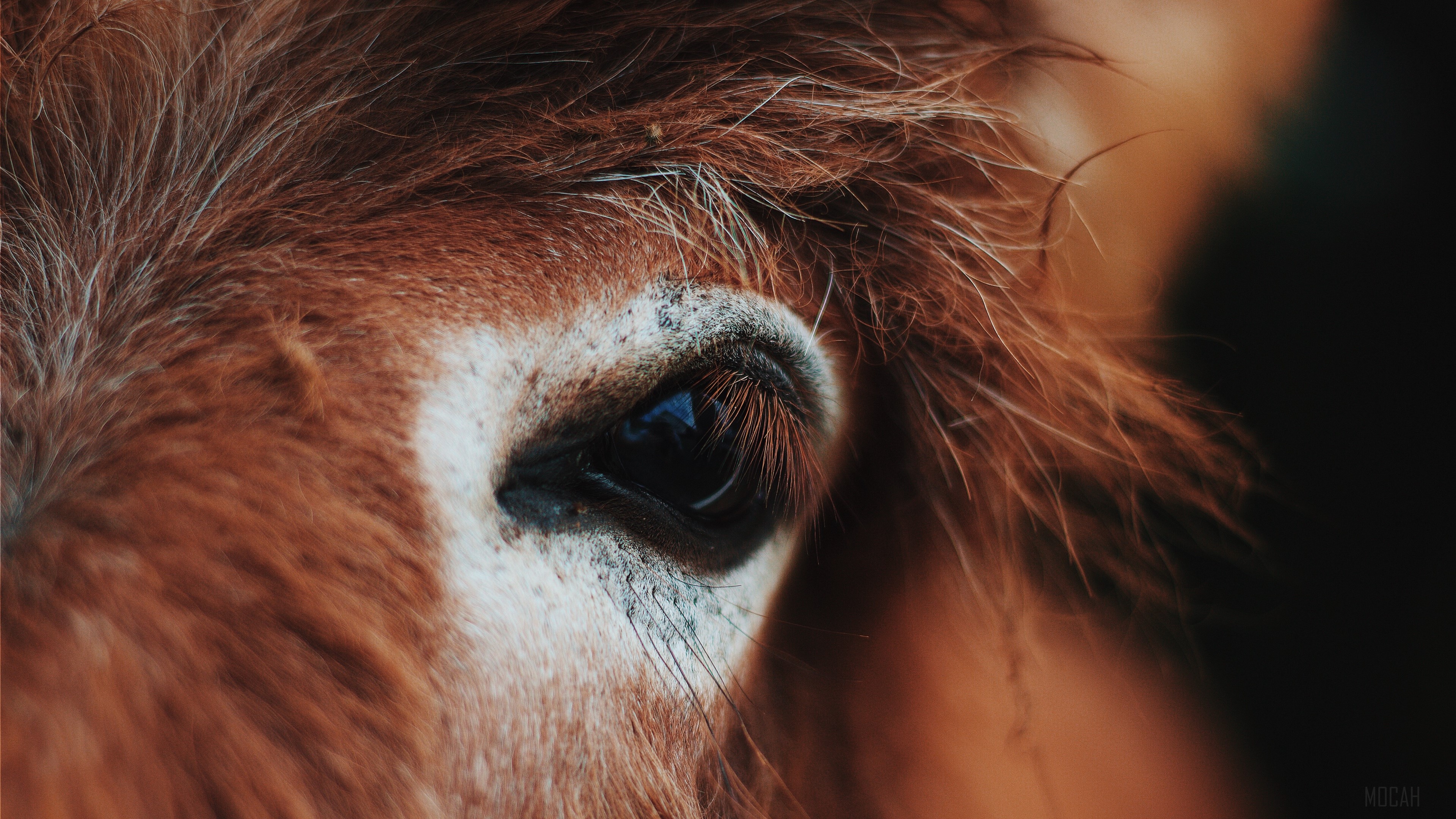 Close-up of a horse's eye and mane HD Wallpaper