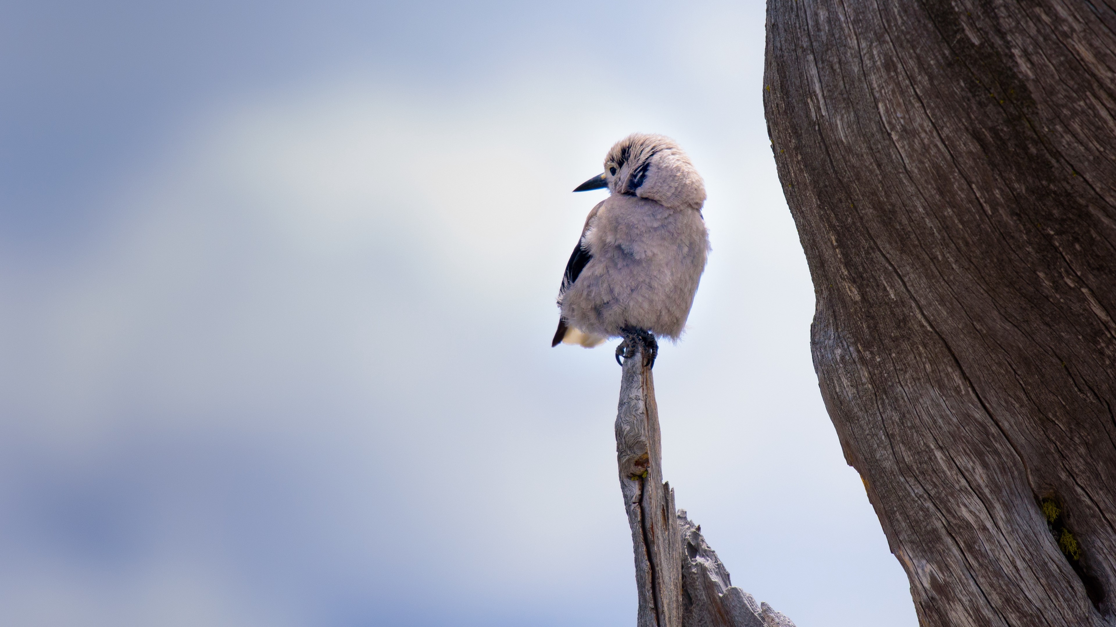 Bird sitting on a dead branch HD Wallpaper