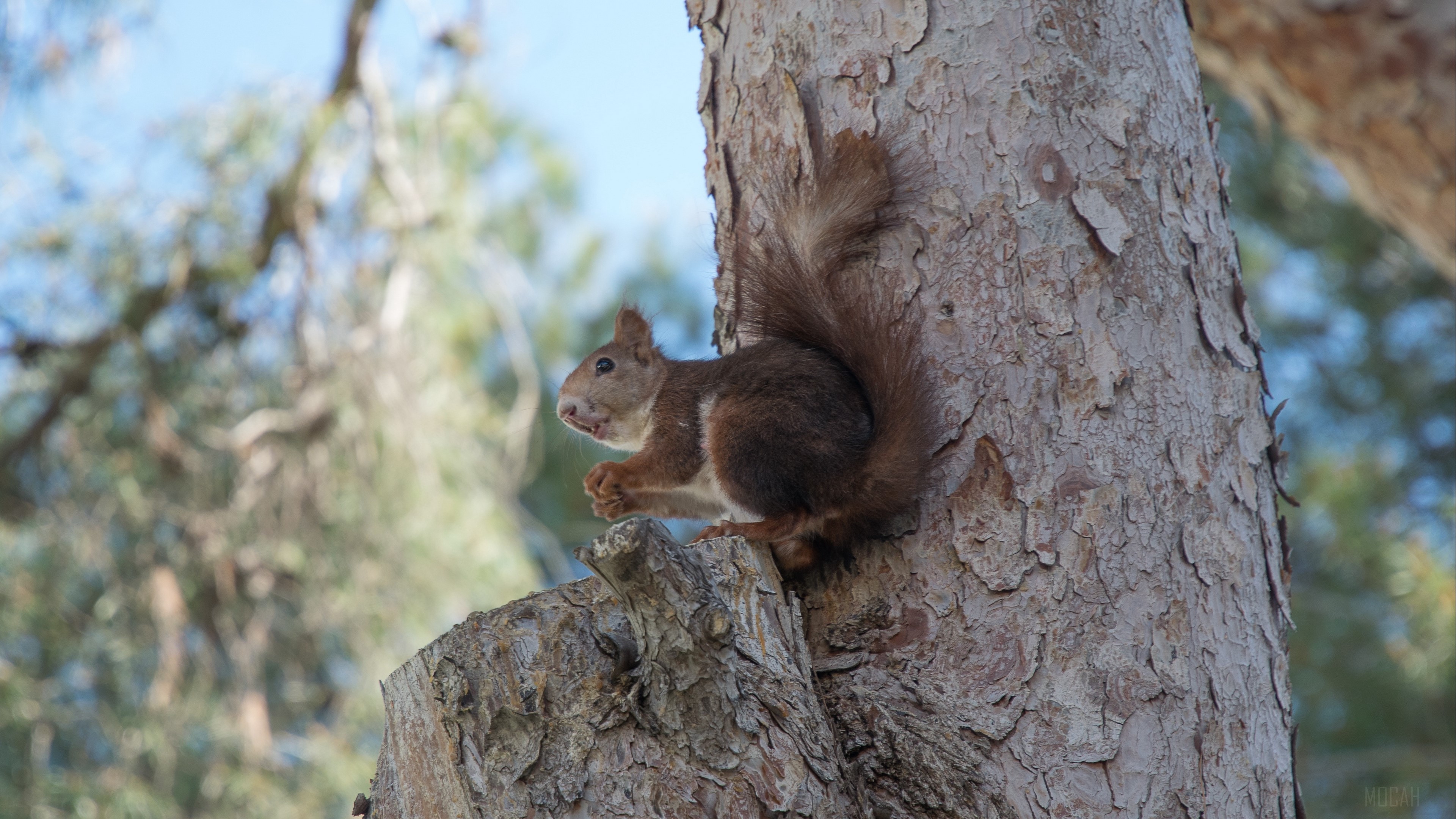 Squirrel on a tree trunk 4K HD Wallpaper