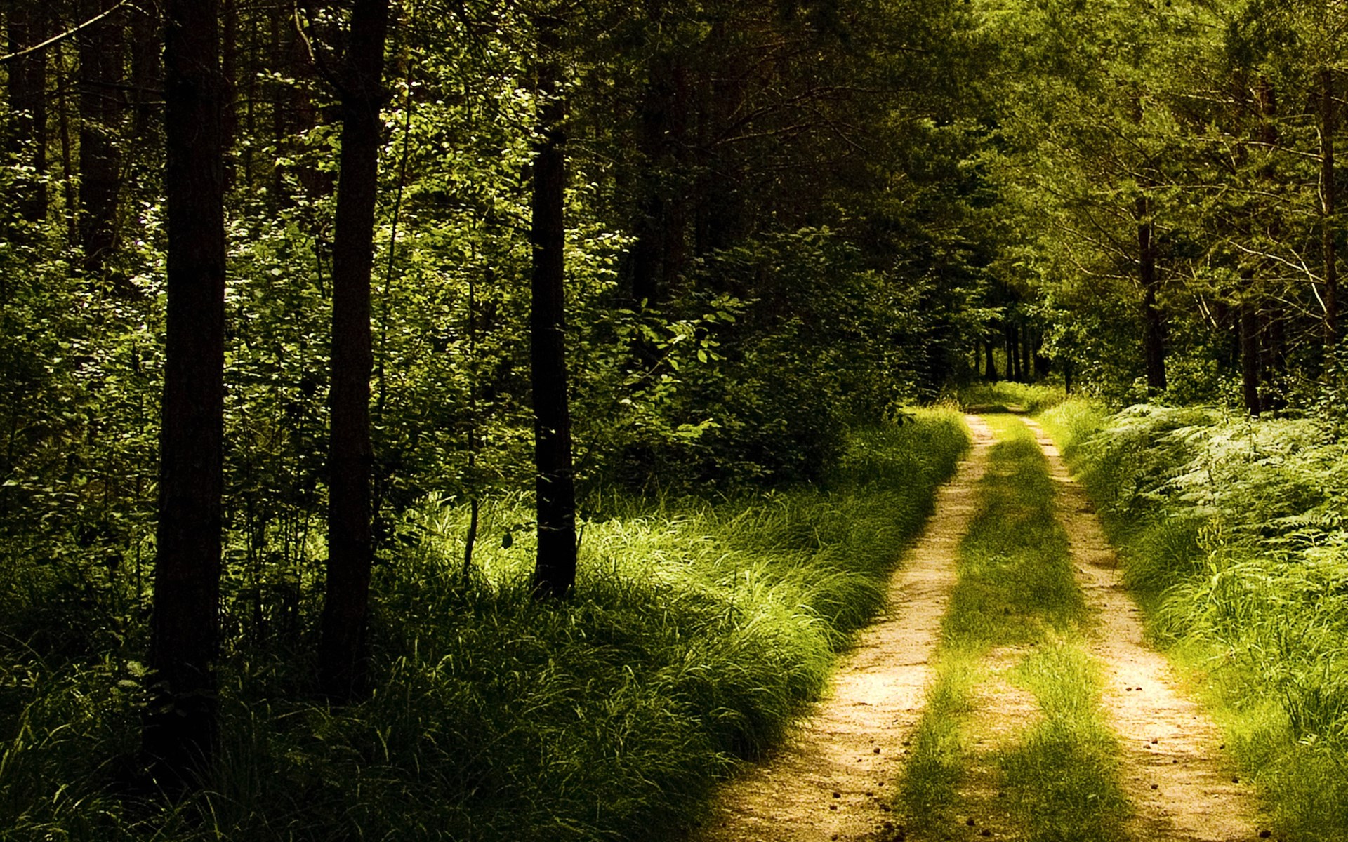 Dirt road through a sunlit forest HD Wallpaper