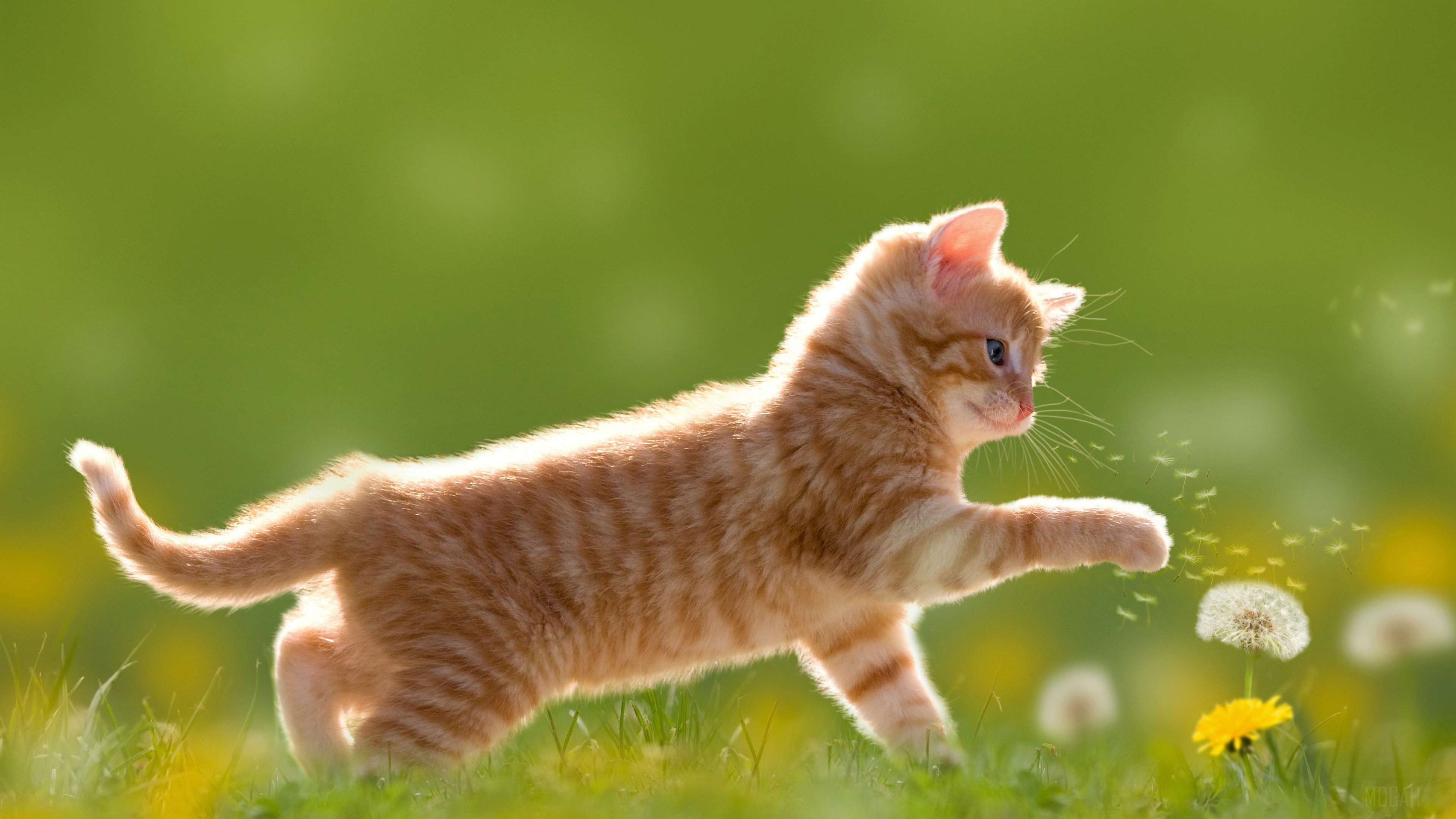 Cute Orange Tabby Kitten Playing with Dandelions 4K HD Wallpaper
