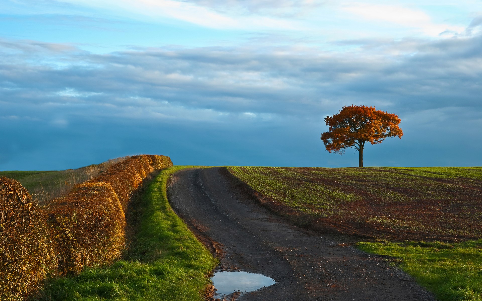 Autumn tree on a hill next to a country road HD Wallpaper